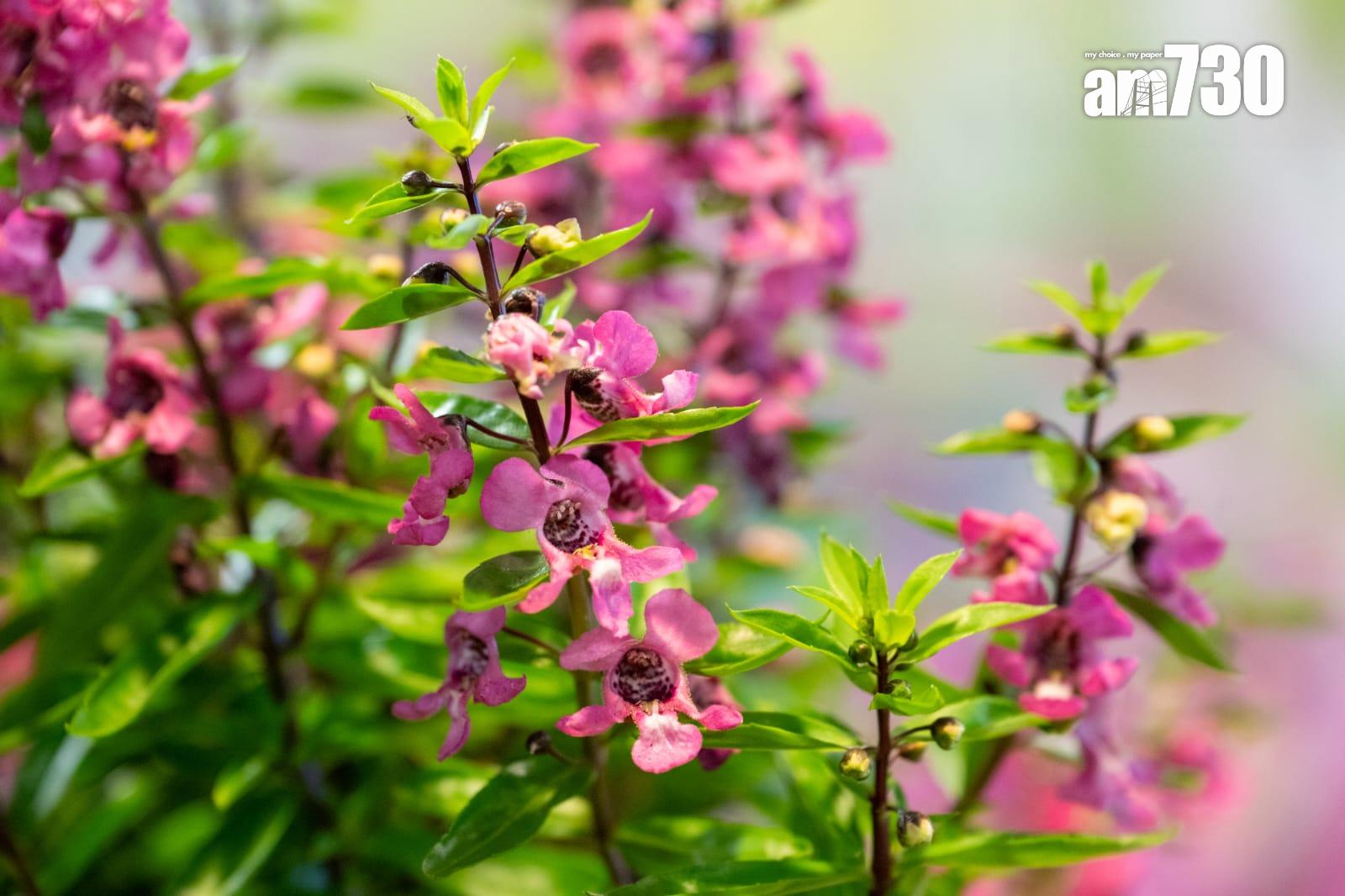 花卉展明日至本月24日在維園舉行 以多個童話故事為主題並設戀愛巷(陳奕釗攝)