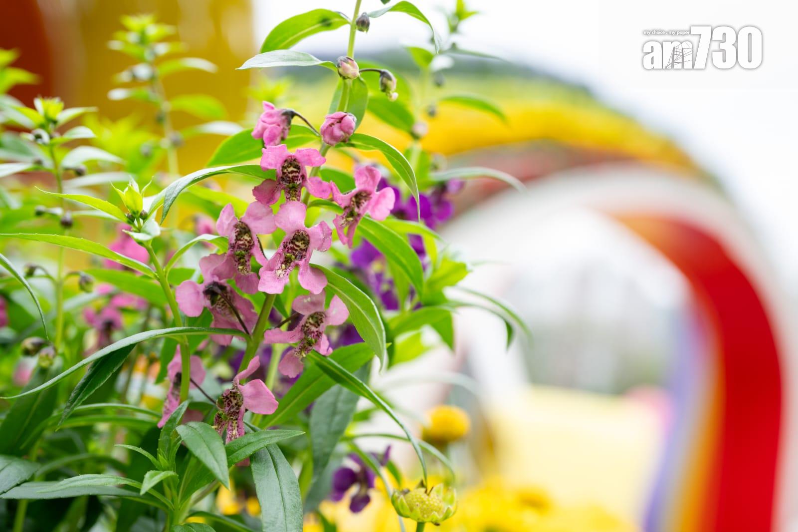 花卉展明日至本月24日在維園舉行 以多個童話故事為主題並設戀愛巷(陳奕釗攝)