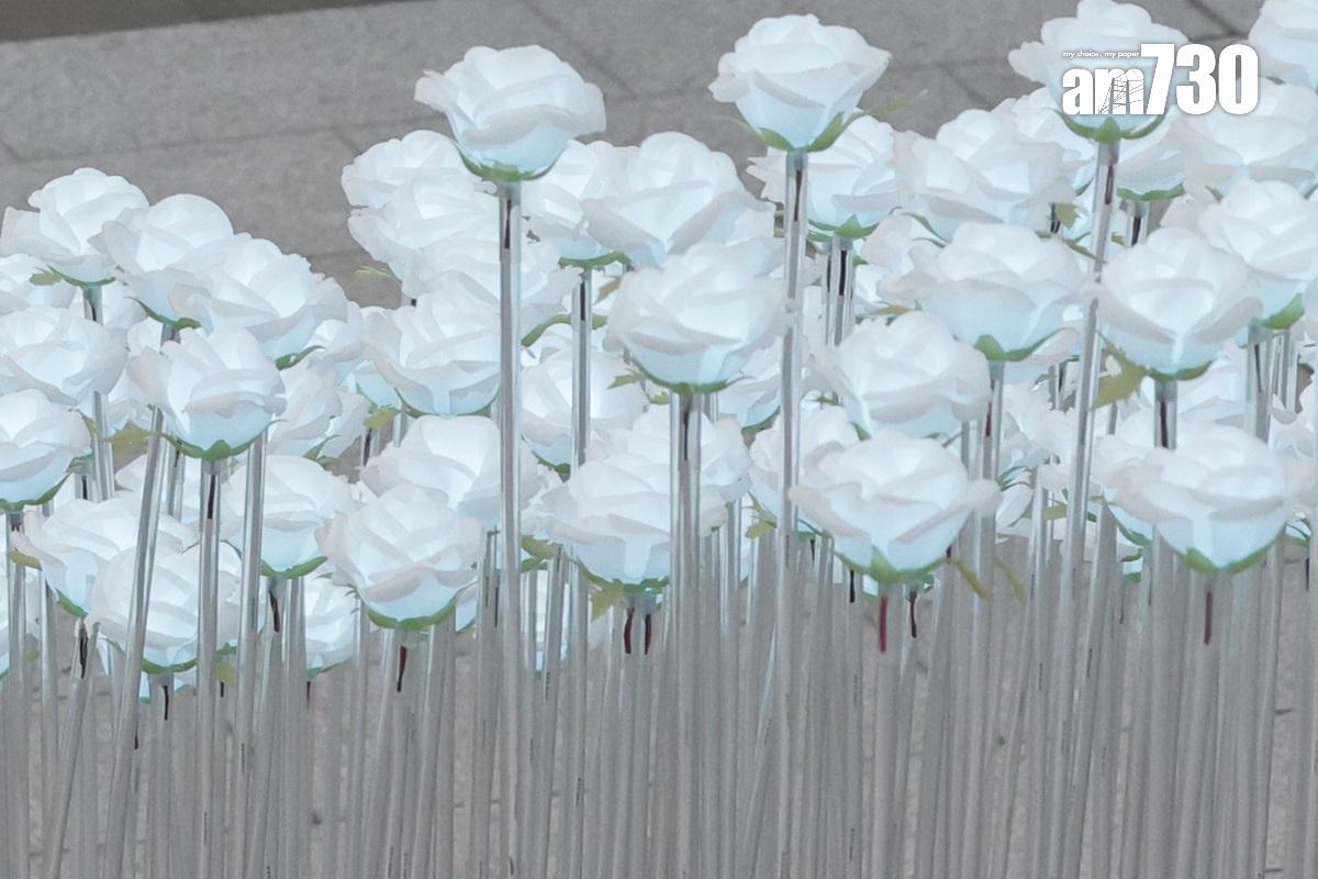 九龍灣花海「打卡」地標早前為一片白色。(資料圖片/蘇文傑攝)