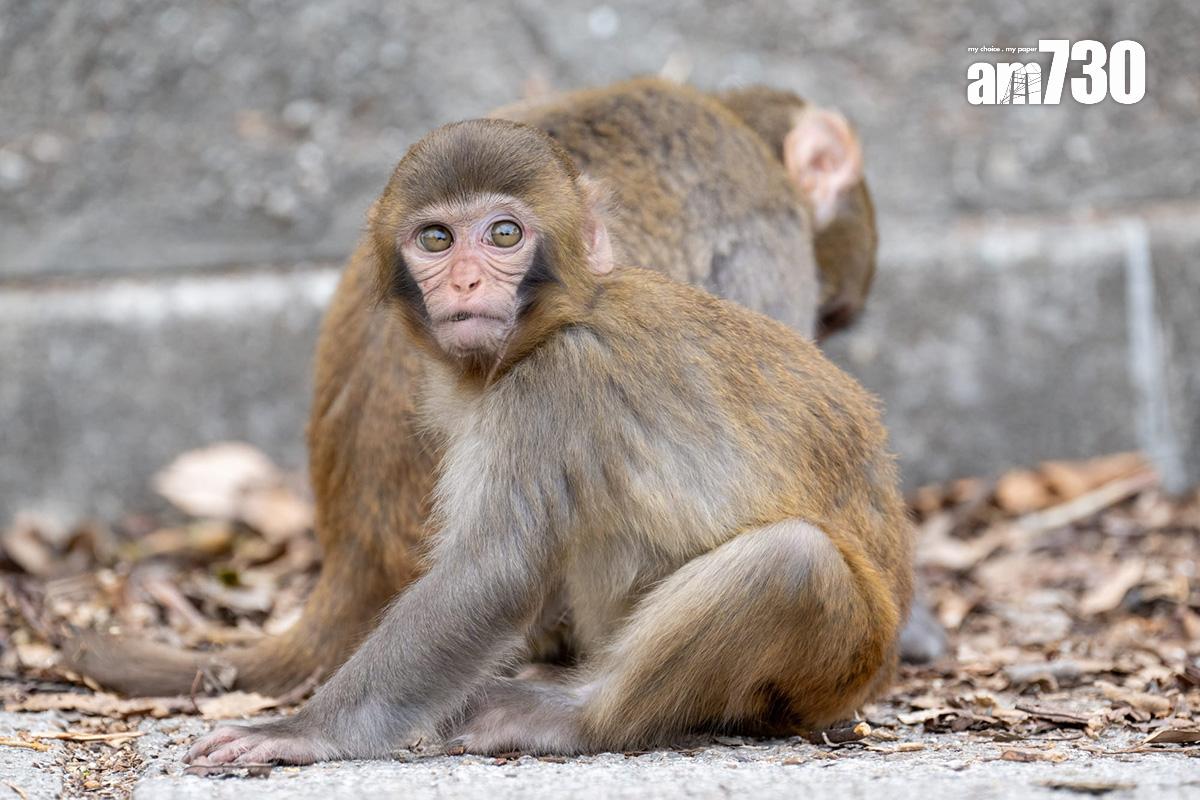 金山郊野公園今日續有不少遠足人士,部分猴子不怕走近人類。(陳奕釗攝)