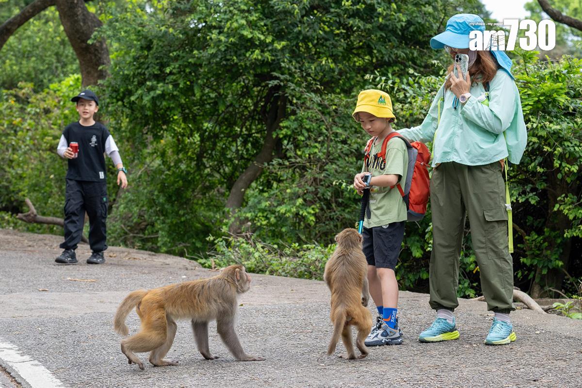 金山郊野公園今日續有不少遠足人士,部分猴子不怕走近人類。(陳奕釗攝)