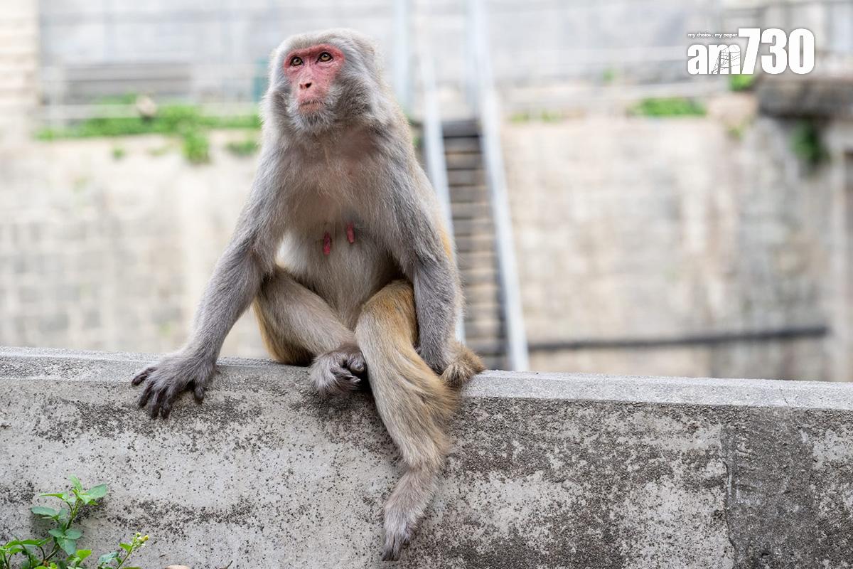 金山郊野公園今日續有不少遠足人士,部分猴子不怕走近人類。(陳奕釗攝)