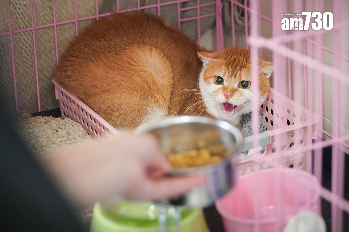 漁護署表示,加強規管貓隻售賣為保障公眾衞生及動物福利。(資料圖片)