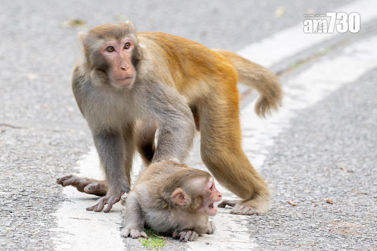 金山郊野公園今日續有不少遠足人士,部分猴子不怕走近人類。(陳奕釗攝)