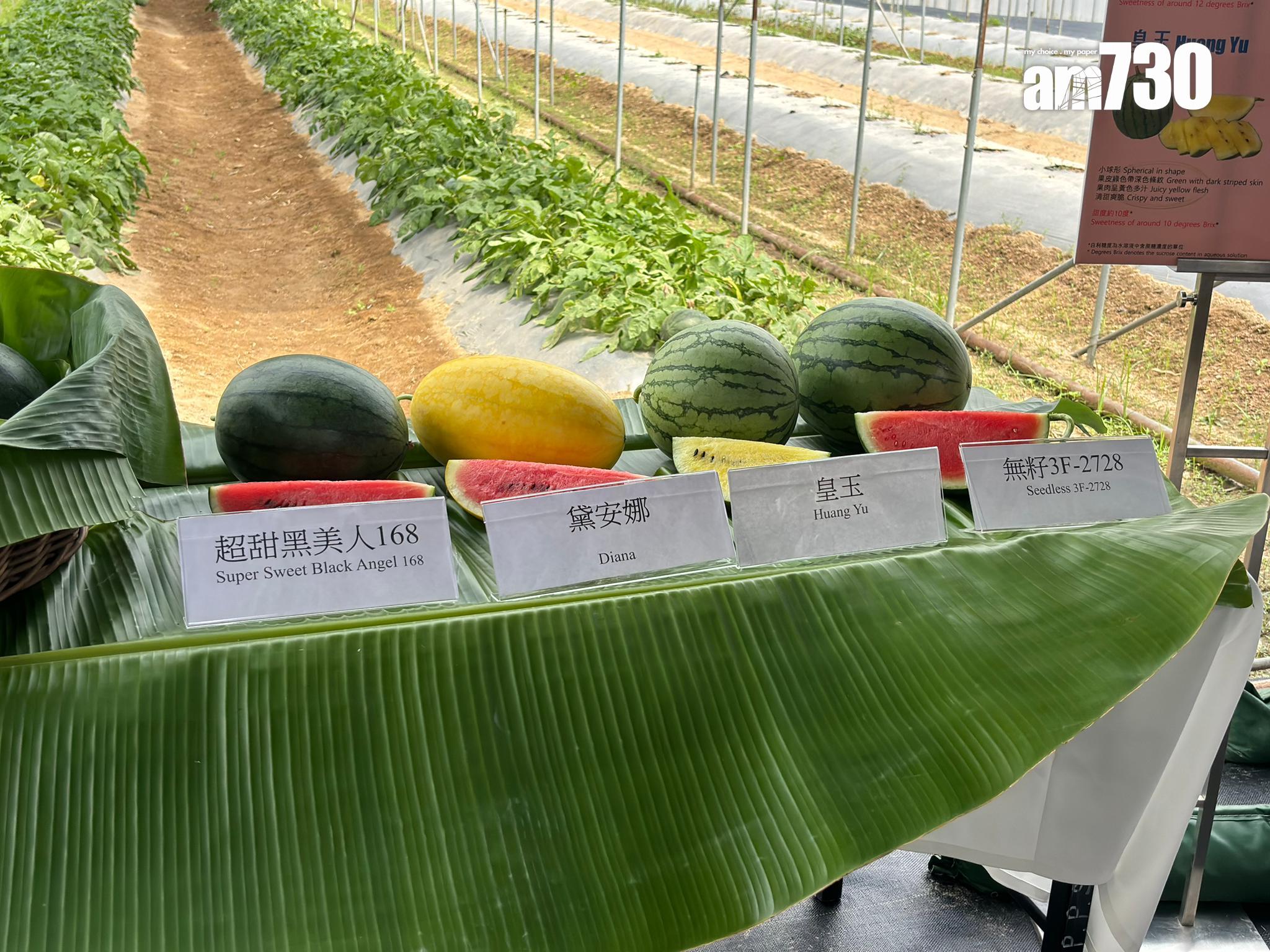 漁護署辦本地有機西瓜節,首場農墟周五青衣城舉行。