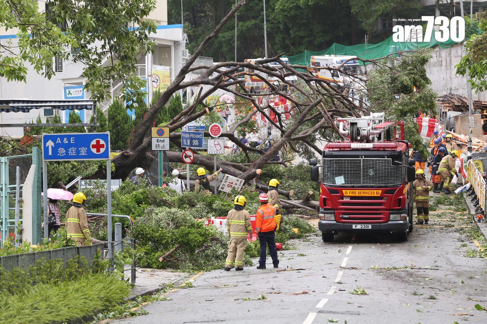 颱風天鴿回顧|聯合醫院外有大樹倒塌進出醫院車路全封