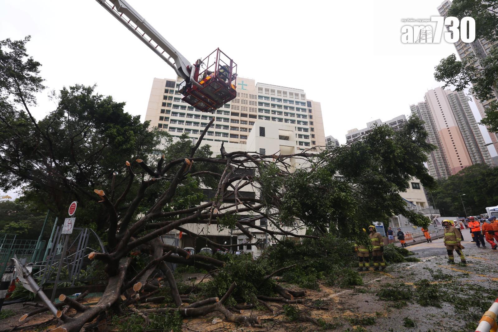 颱風天鴿回顧|聯合醫院外有大樹倒塌進出醫院車路全封