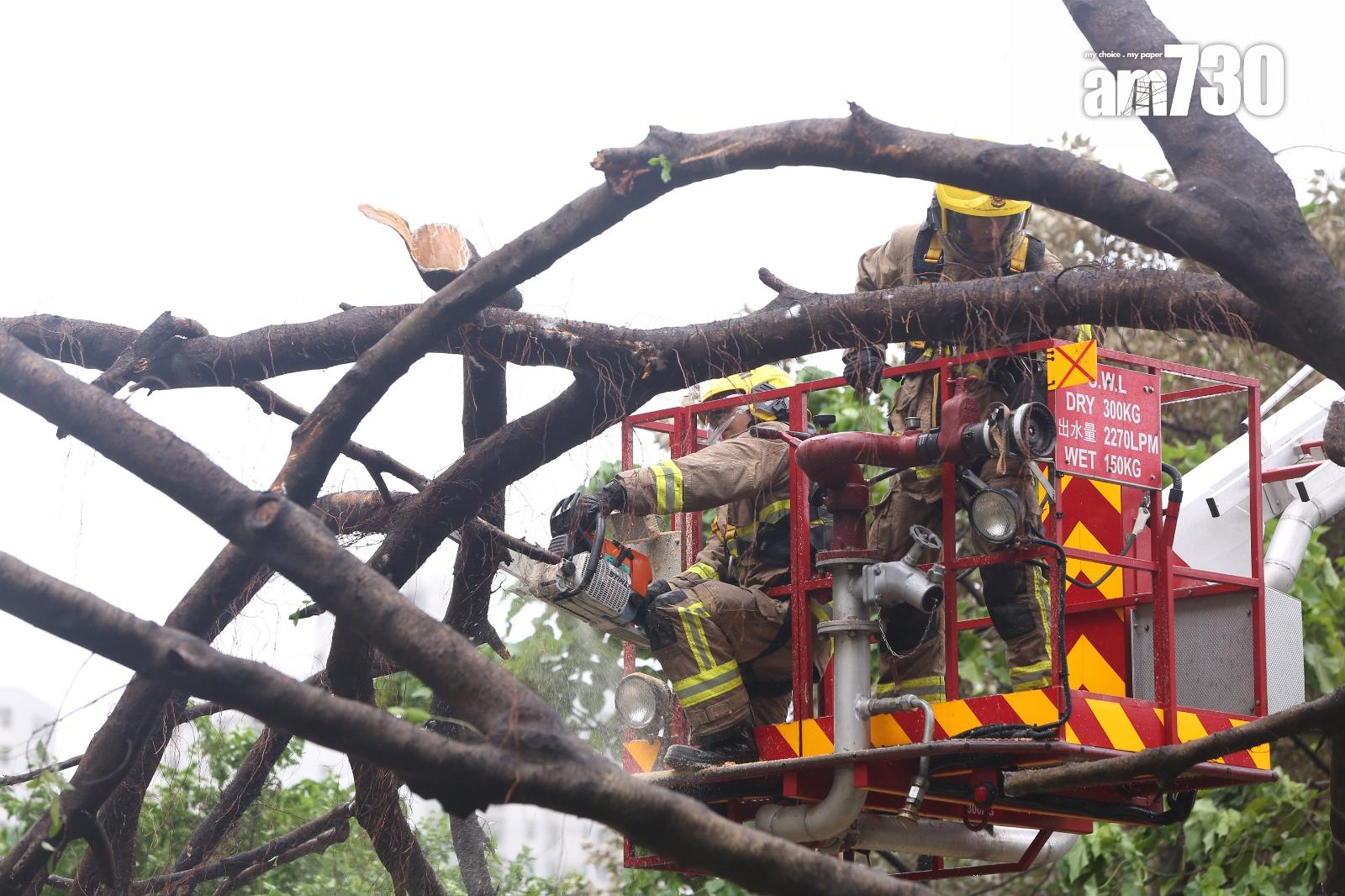颱風天鴿回顧|聯合醫院外有大樹倒塌進出醫院車路全封