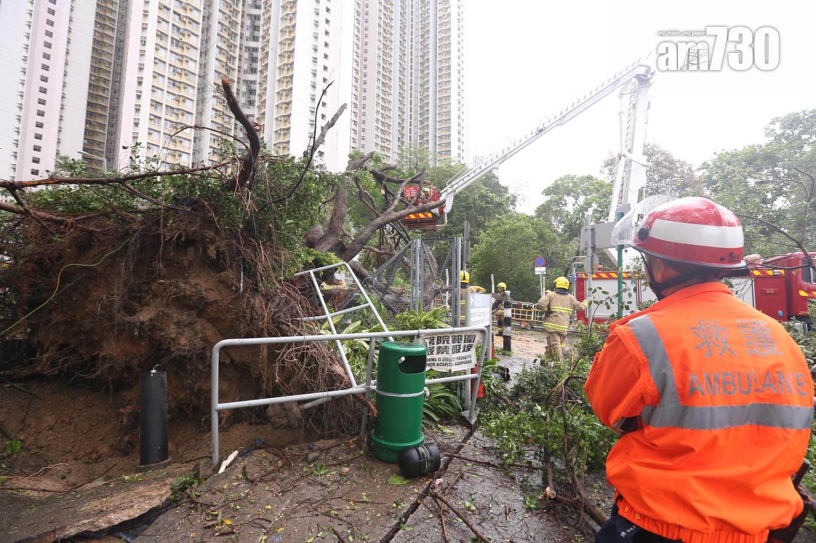 颱風天鴿回顧|聯合醫院外有大樹倒塌進出醫院車路全封