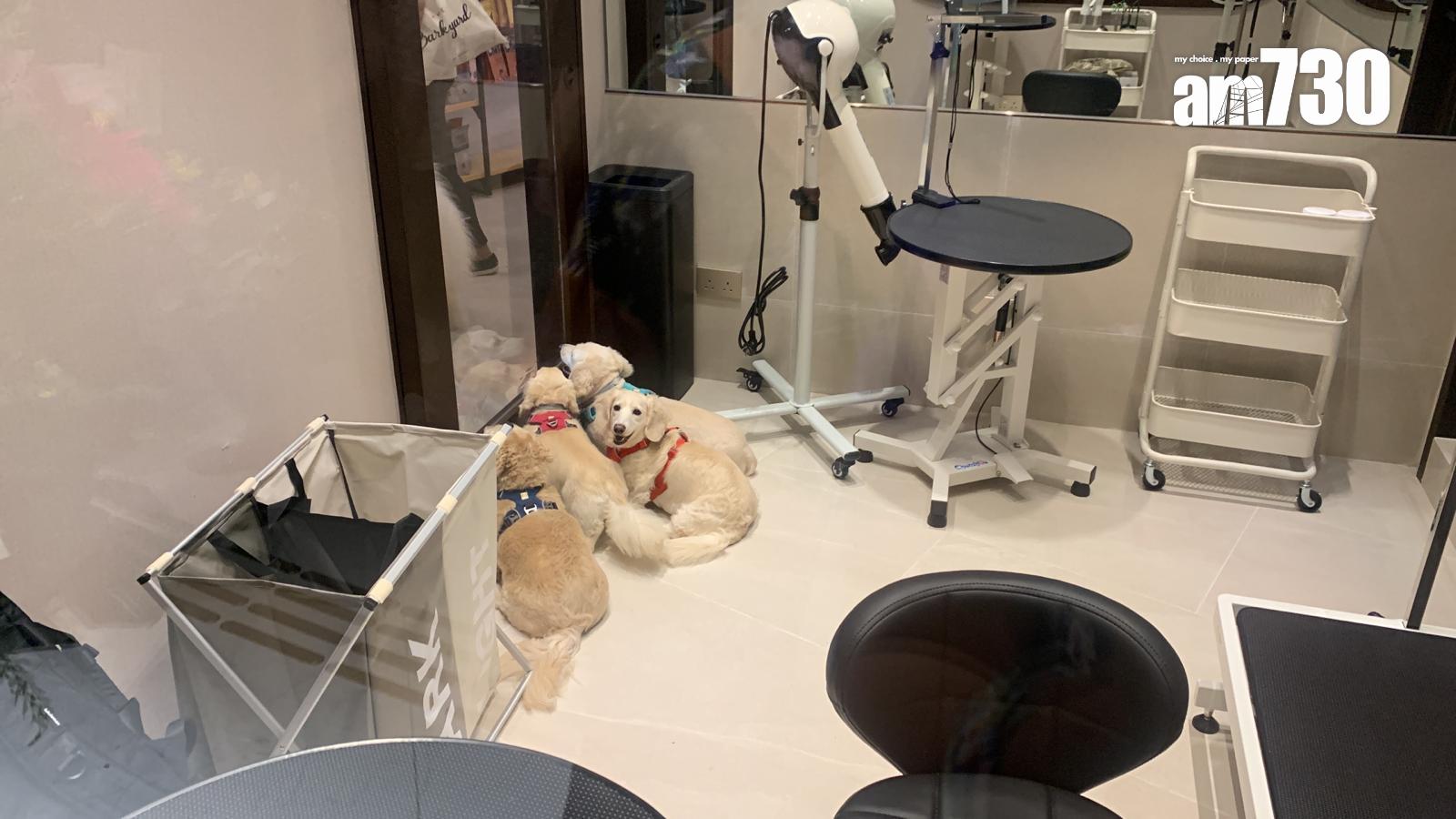 盧寵茂現身黃竹坑SOUTHSIDE 撐愛女寵物店開張(吳浩南攝)