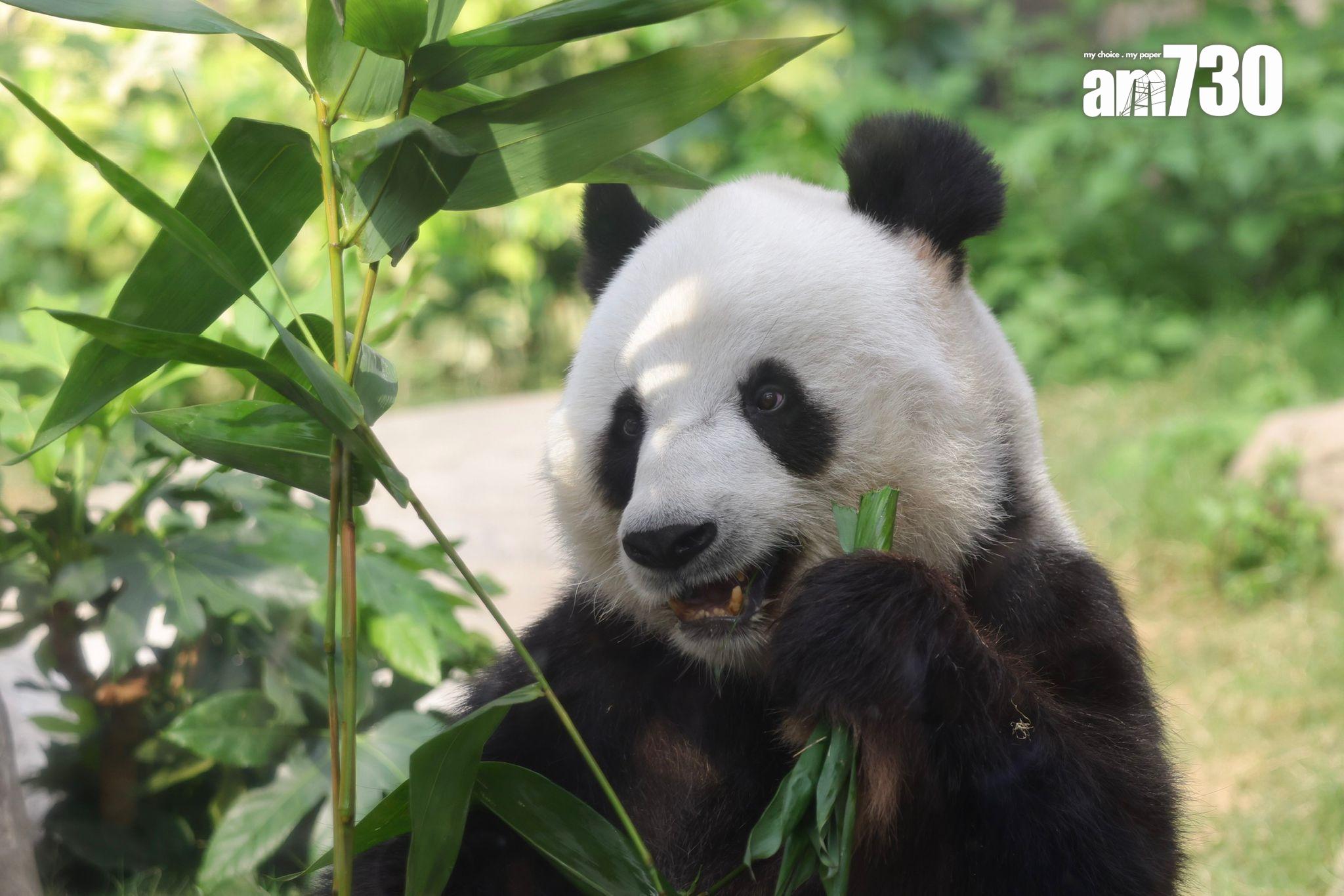 海洋公園研究大熊貓安安生前活動軌跡,圖為大熊貓樂樂(吳康琦攝)