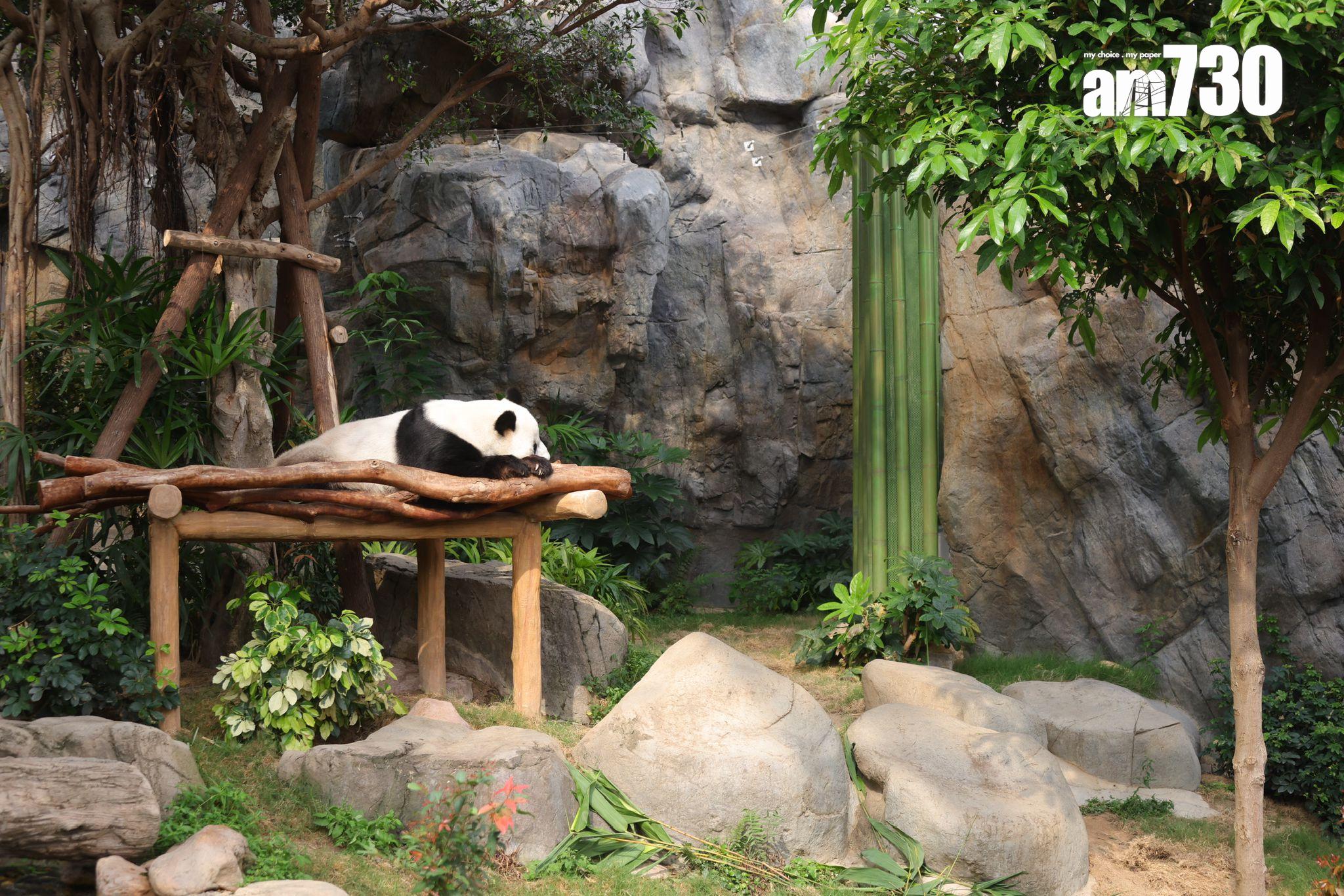 海洋公園研究大熊貓安安生前活動軌跡,圖為大熊貓樂樂(吳康琦攝)