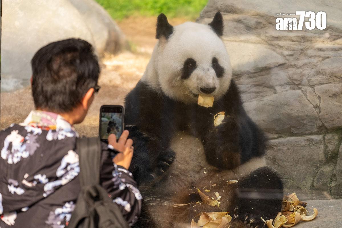 大熊貓盈盈今年3月與樂樂完成自然交配,圖為當時的盈盈。(資料圖片/陳奕釗攝)