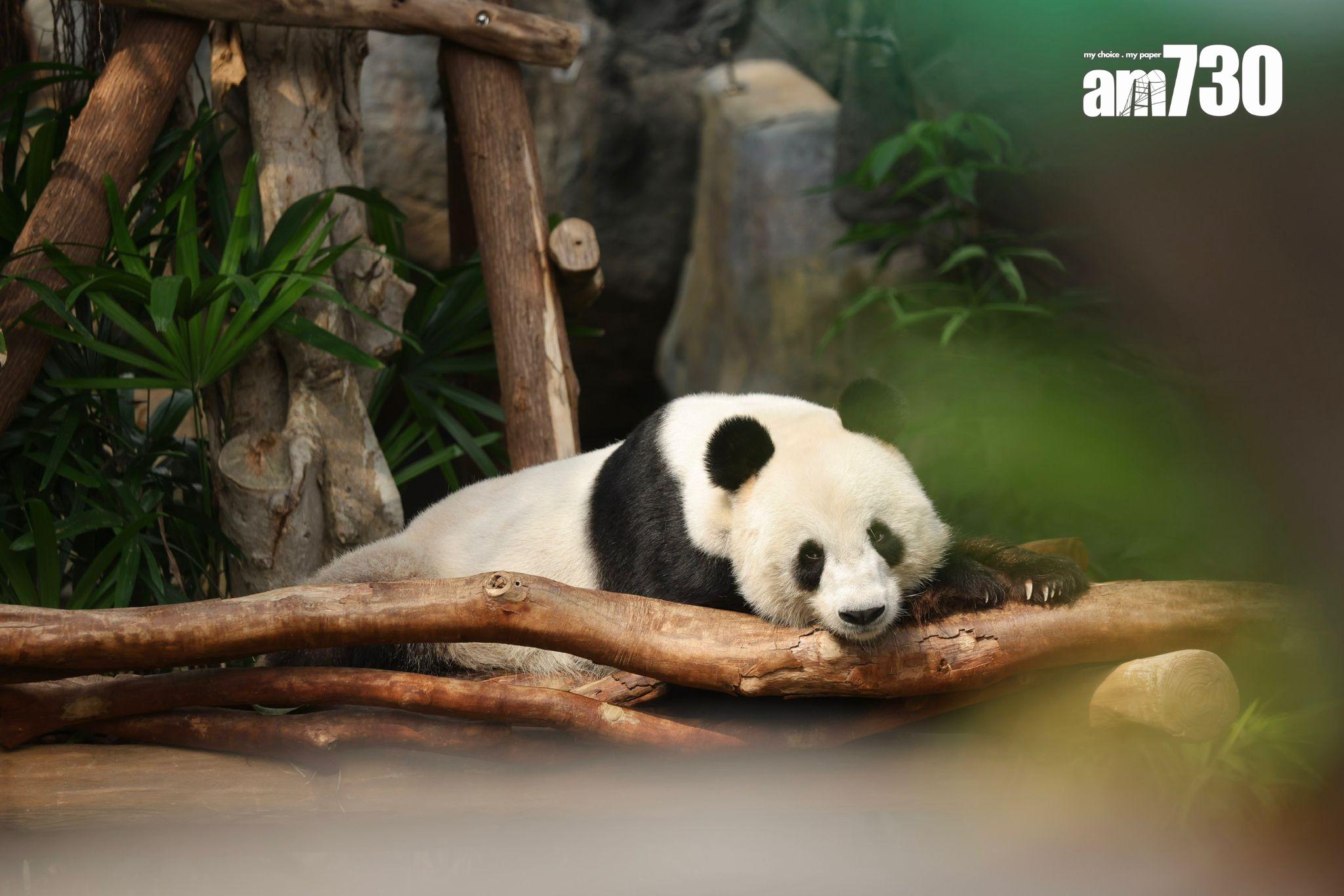 海洋公園研究大熊貓安安生前活動軌跡,圖為大熊貓樂樂(吳康琦攝)