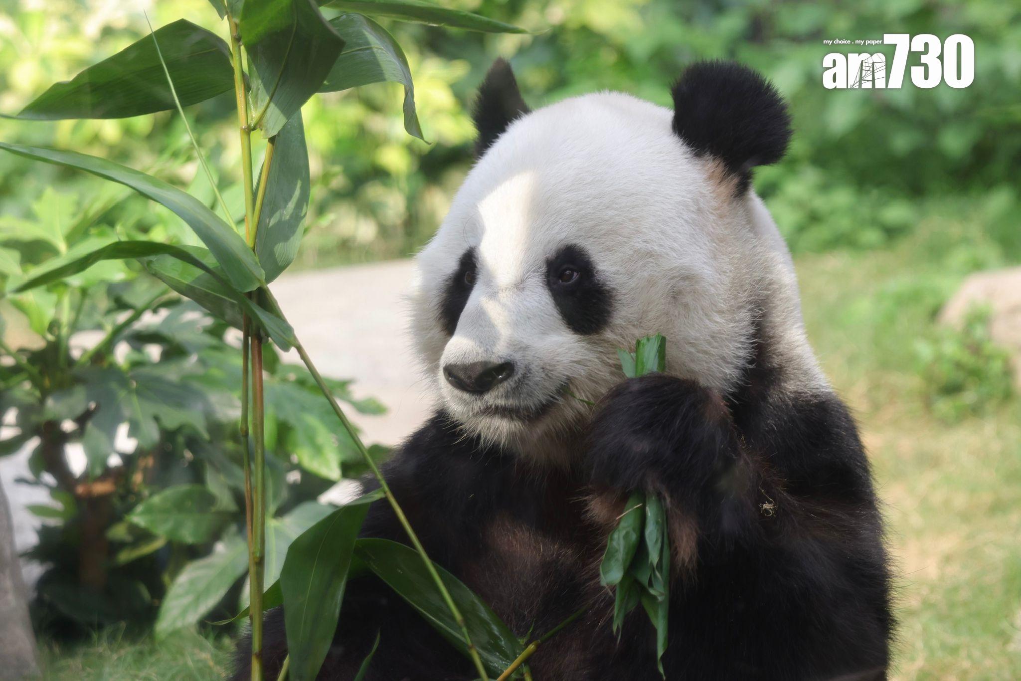 海洋公園研究大熊貓安安生前活動軌跡,圖為大熊貓樂樂(吳康琦攝)