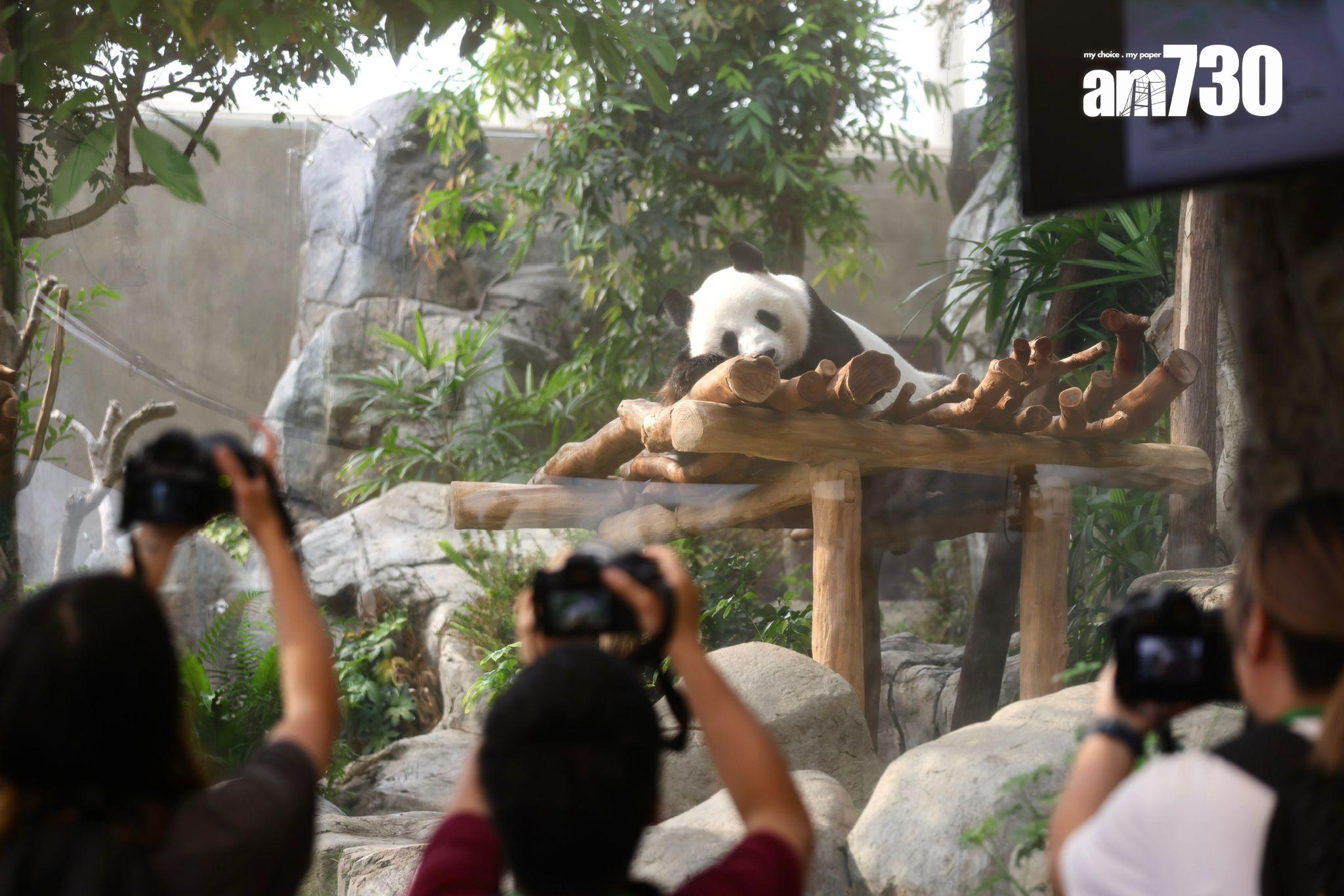 海洋公園研究大熊貓安安生前活動軌跡,圖為大熊貓樂樂(吳康琦攝)