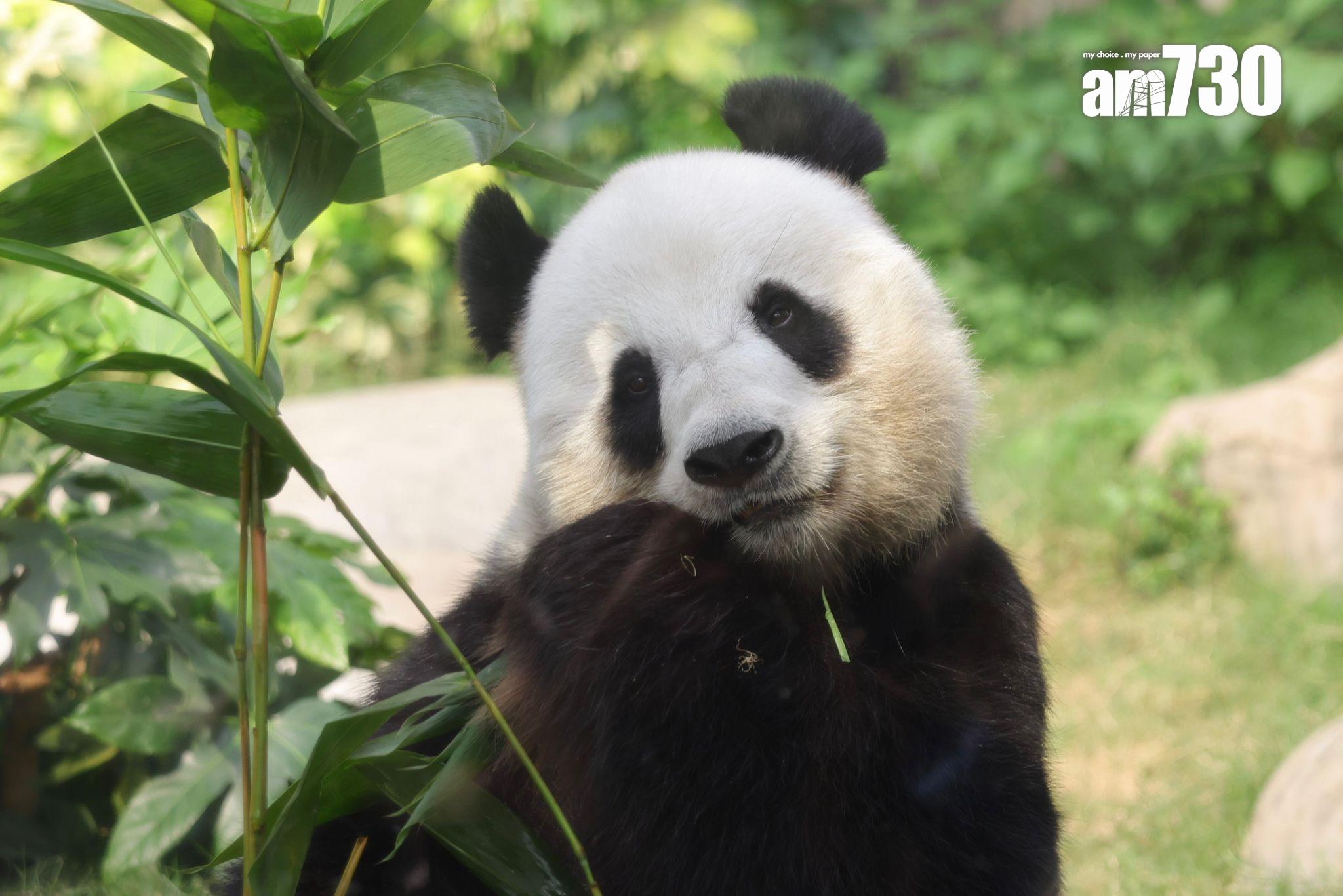 海洋公園研究大熊貓安安生前活動軌跡,圖為大熊貓樂樂(吳康琦攝)
