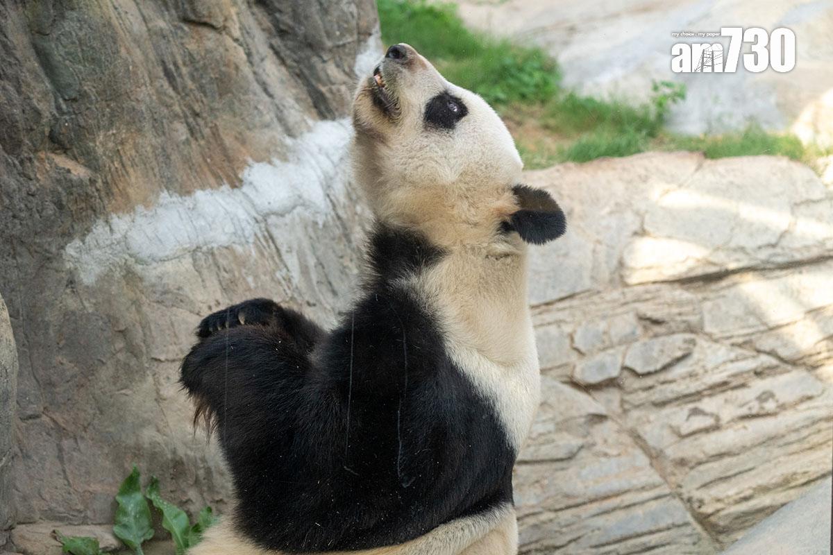 大熊貓盈盈今年3月與樂樂完成自然交配,圖為當時的盈盈。(資料圖片/陳奕釗攝)