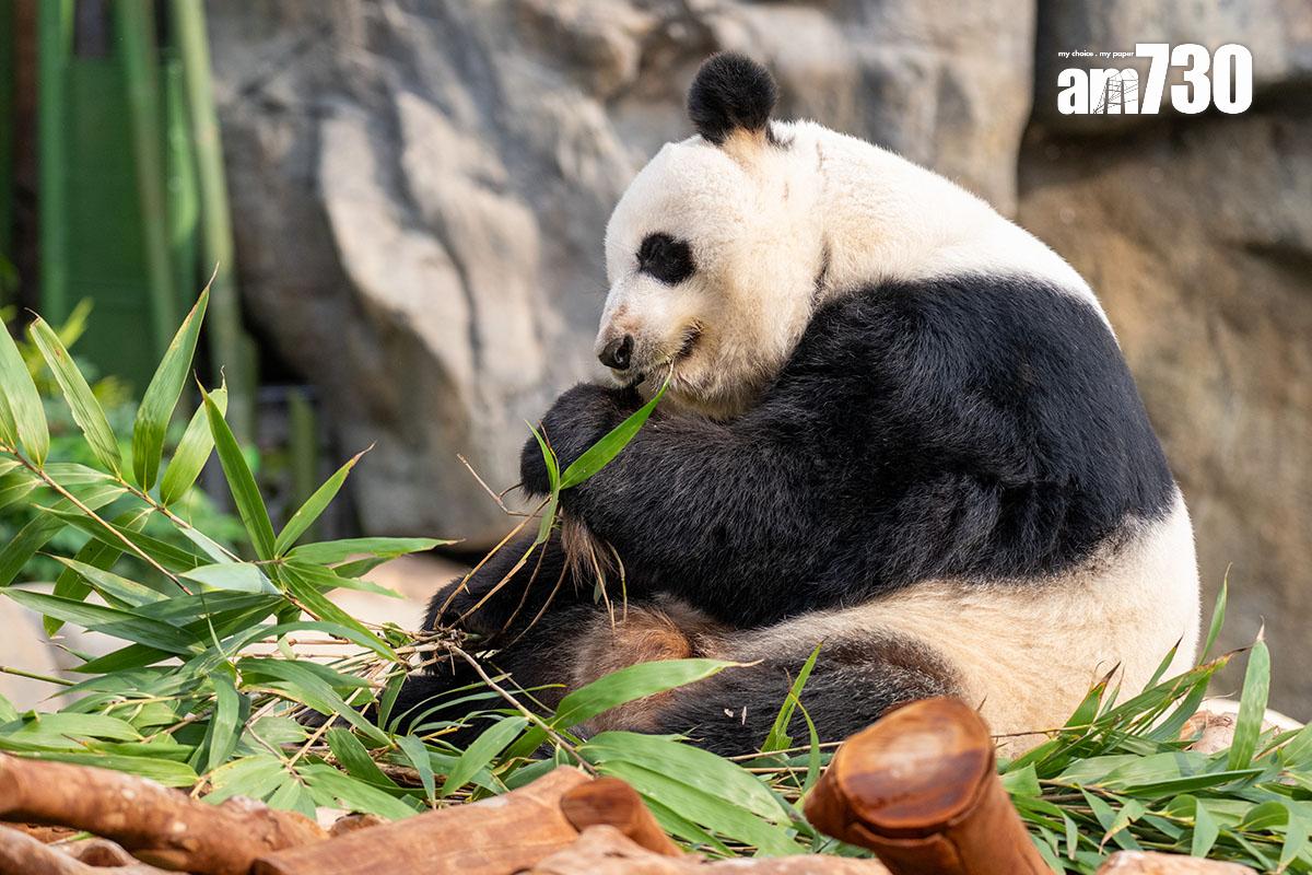 大熊貓盈盈今年3月與樂樂完成自然交配,圖為當時的盈盈。(資料圖片/陳奕釗攝)