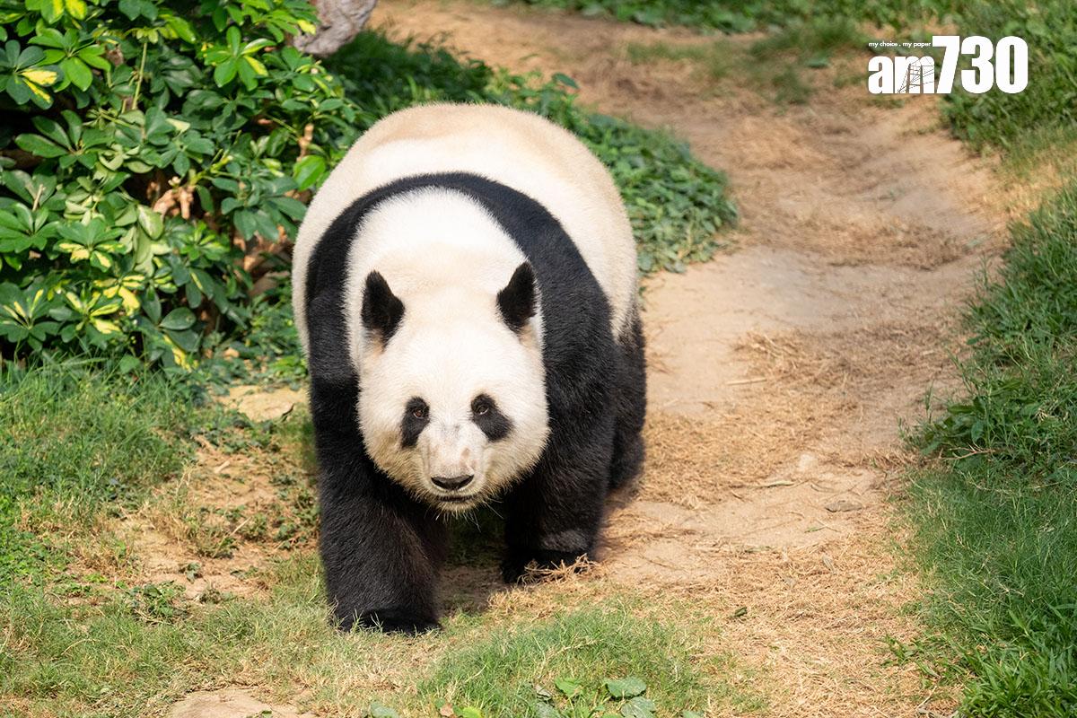 大熊貓盈盈今年3月與樂樂完成自然交配,圖為當時的盈盈。(資料圖片/陳奕釗攝)