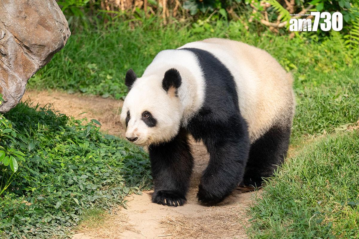 大熊貓盈盈今年3月與樂樂完成自然交配,圖為當時的盈盈。(資料圖片/陳奕釗攝)