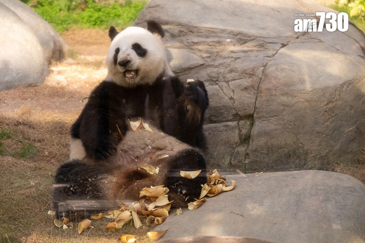大熊貓盈盈今年3月與樂樂完成自然交配,圖為當時的盈盈。(資料圖片/陳奕釗攝)