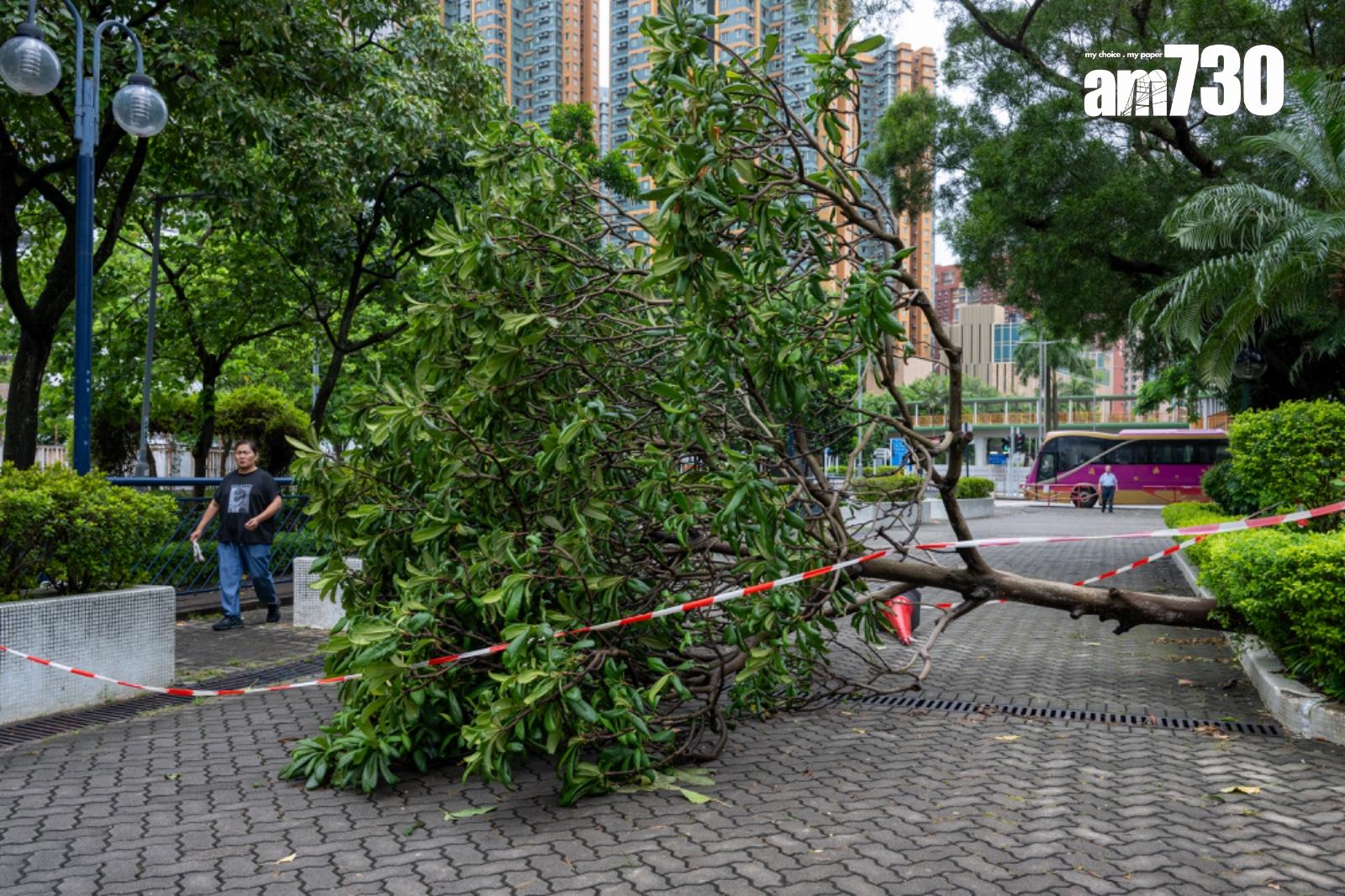 摩羯|有大樹被強風吹倒。(陳奕釗攝)