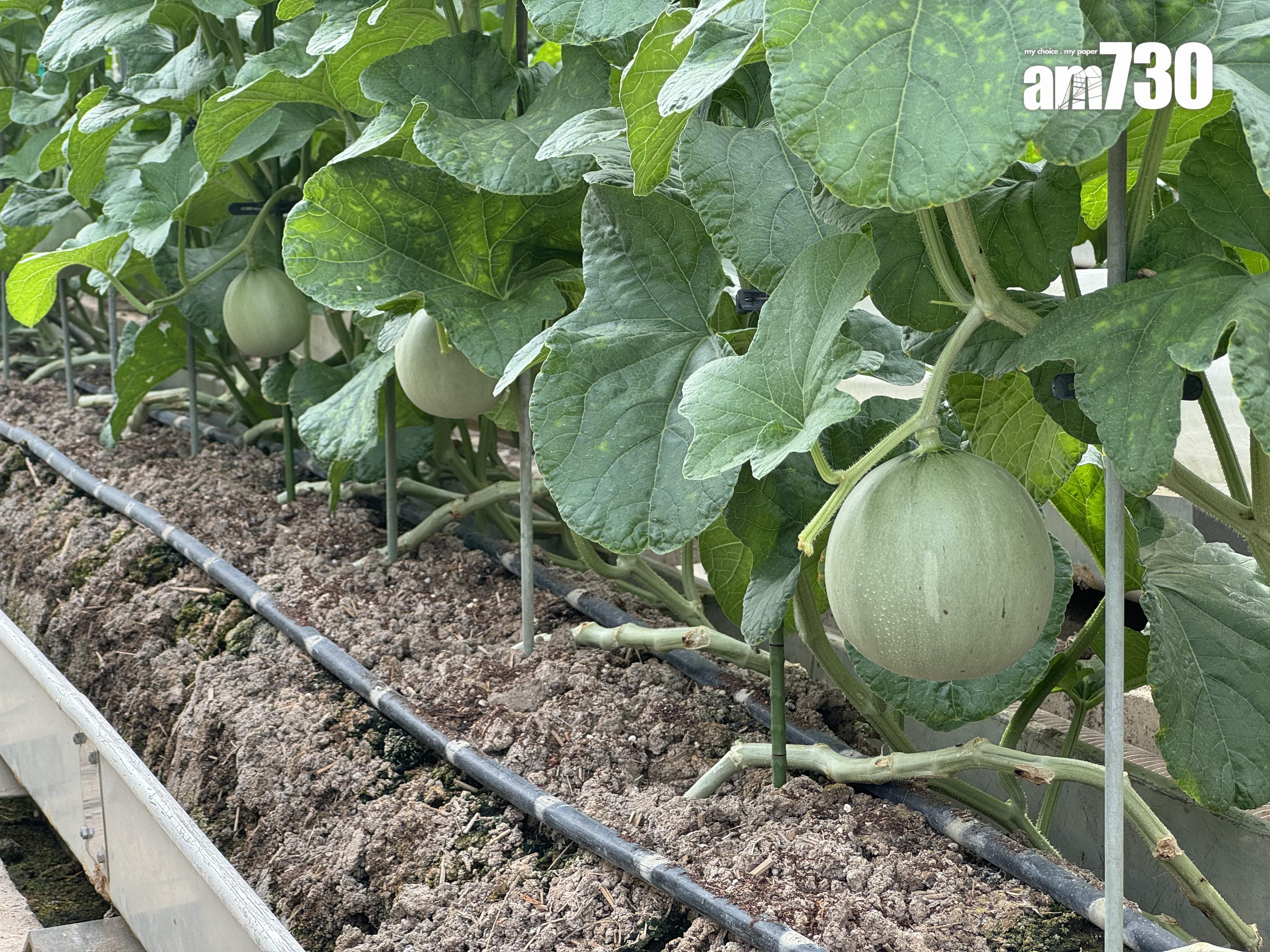 皇冠蜜瓜CROWN MELON