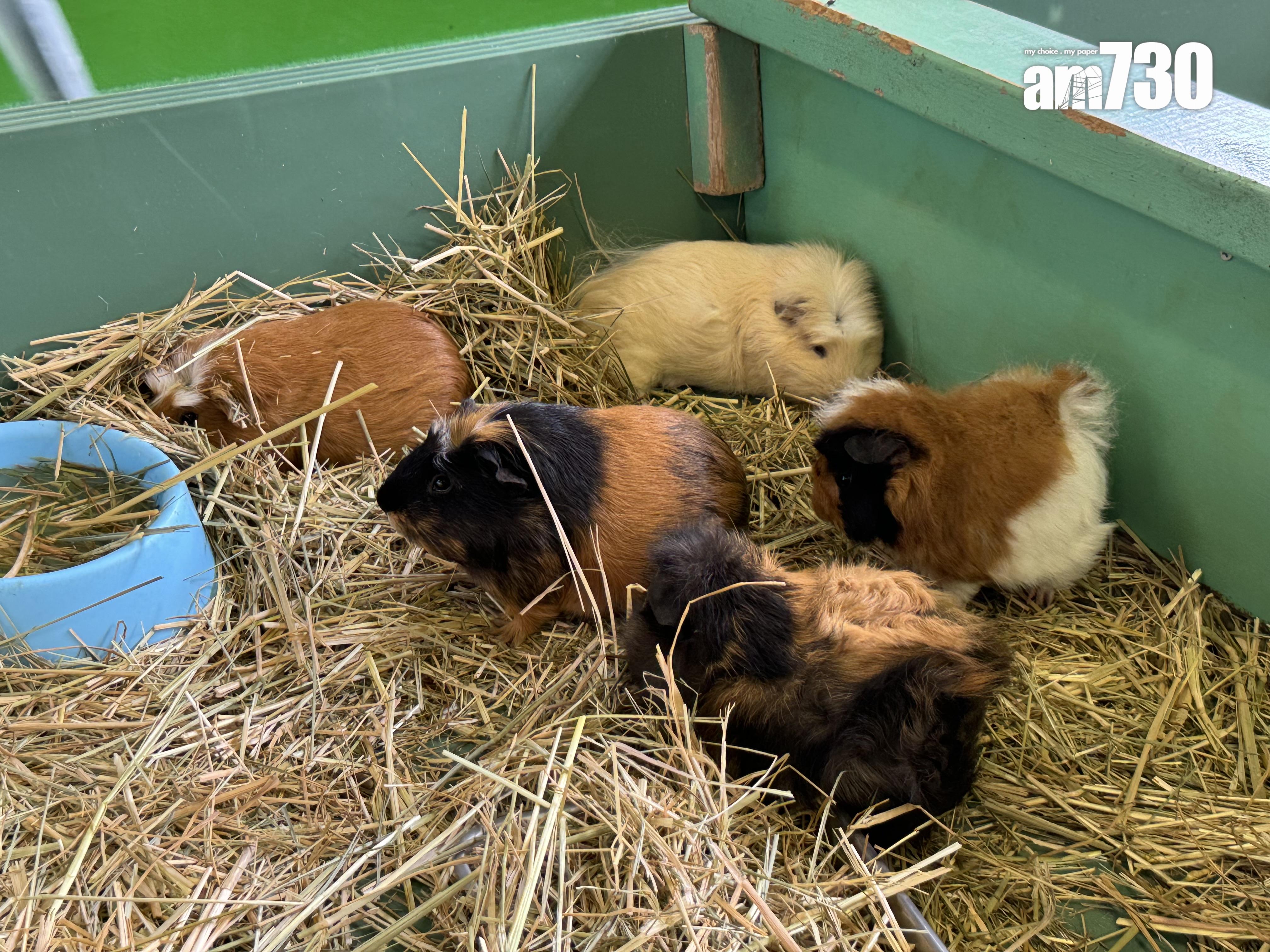 モルモットHouse