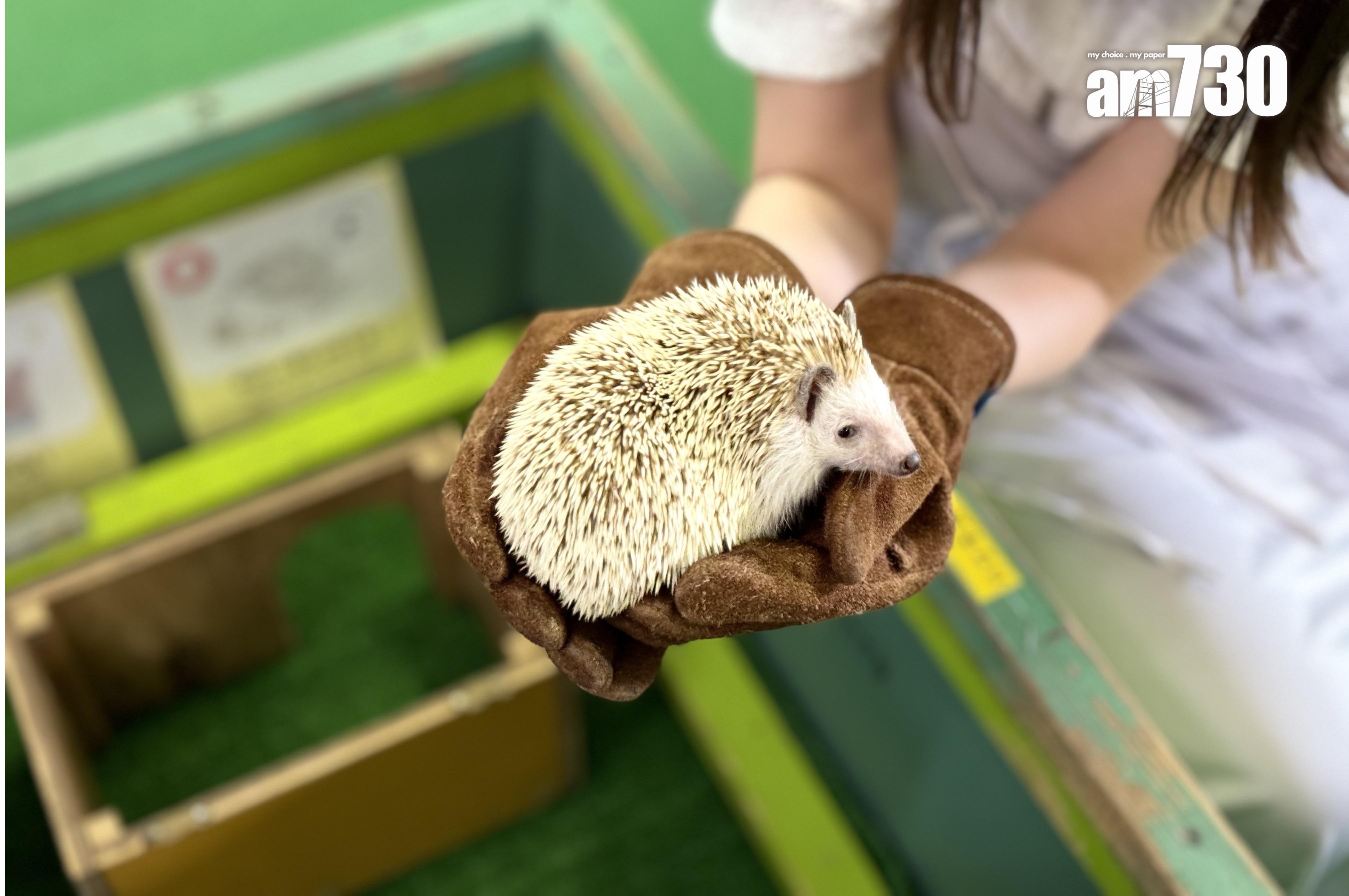 モルモットHouse