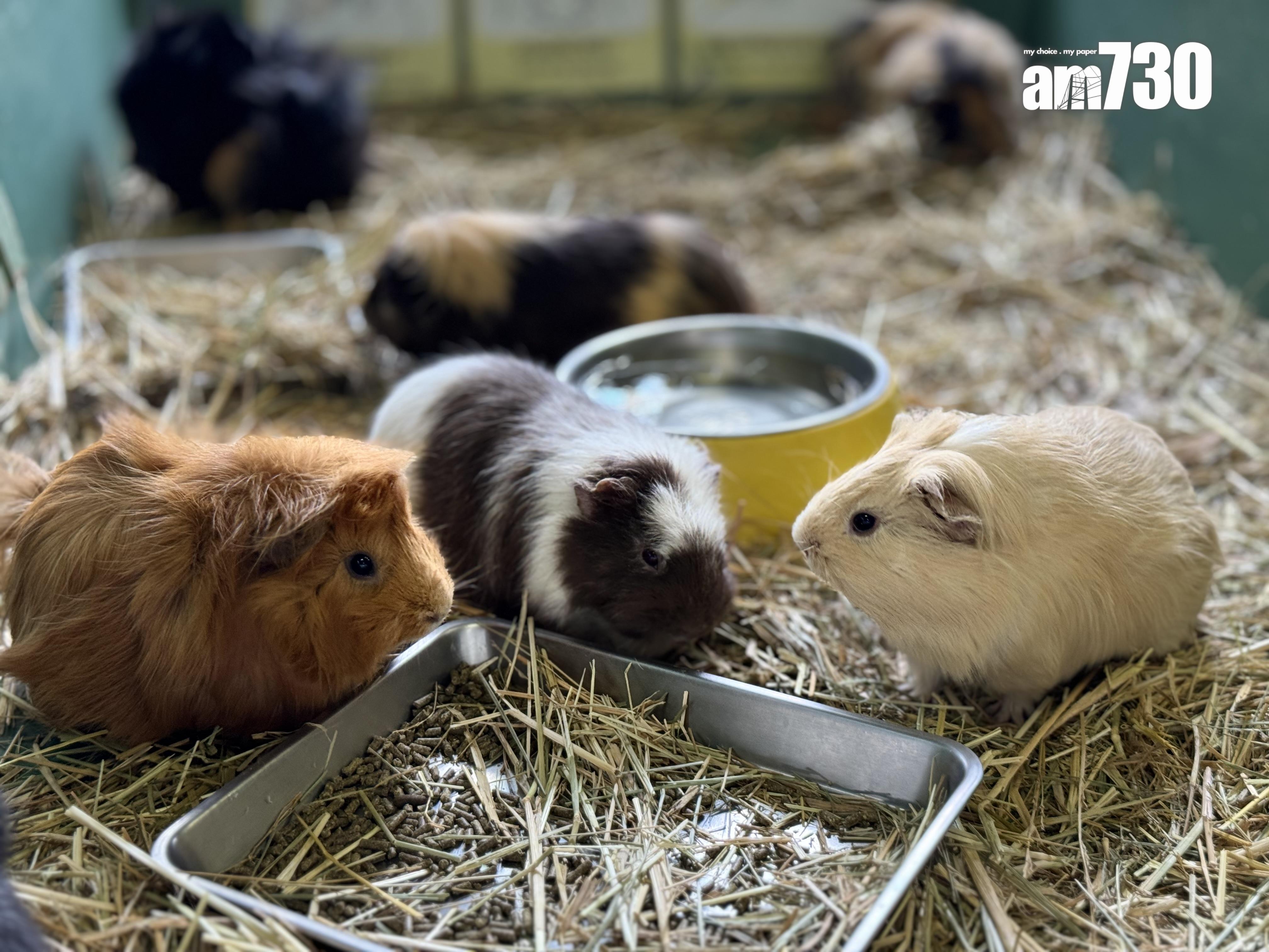 モルモットHouse