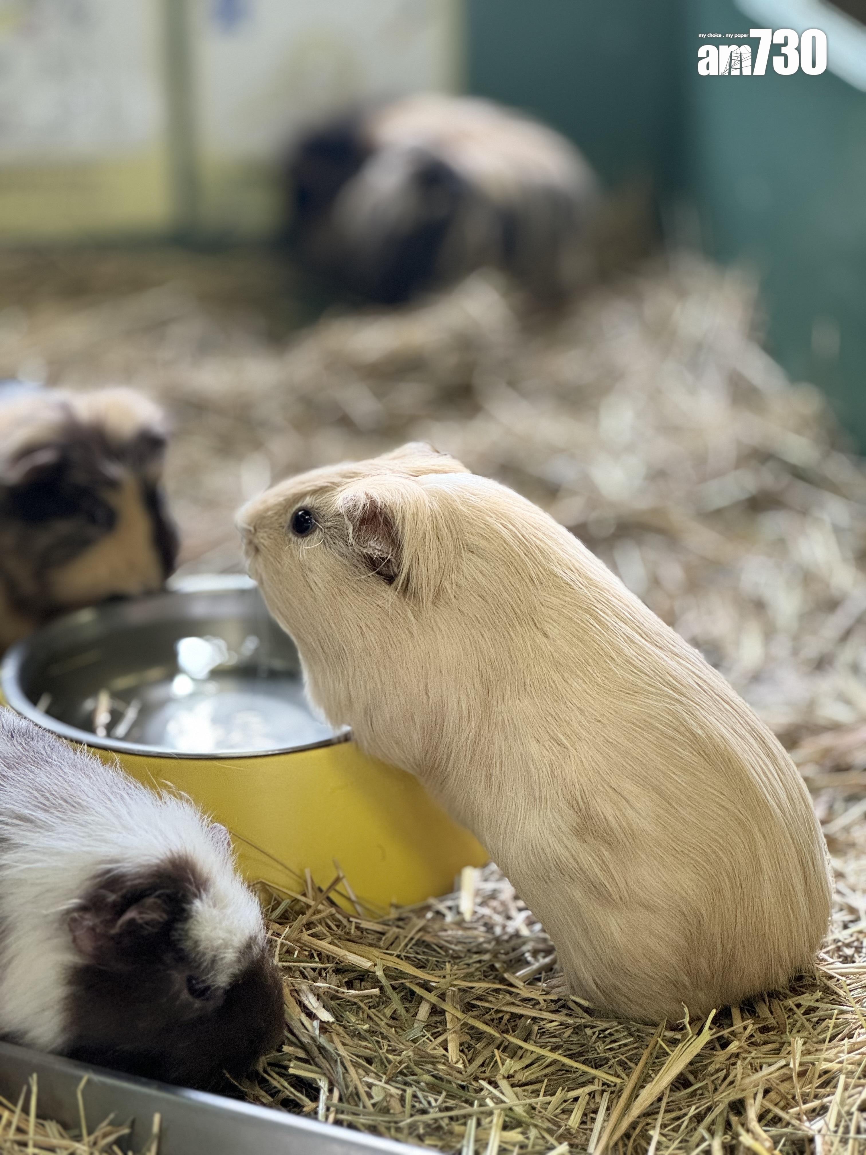 モルモットHouse