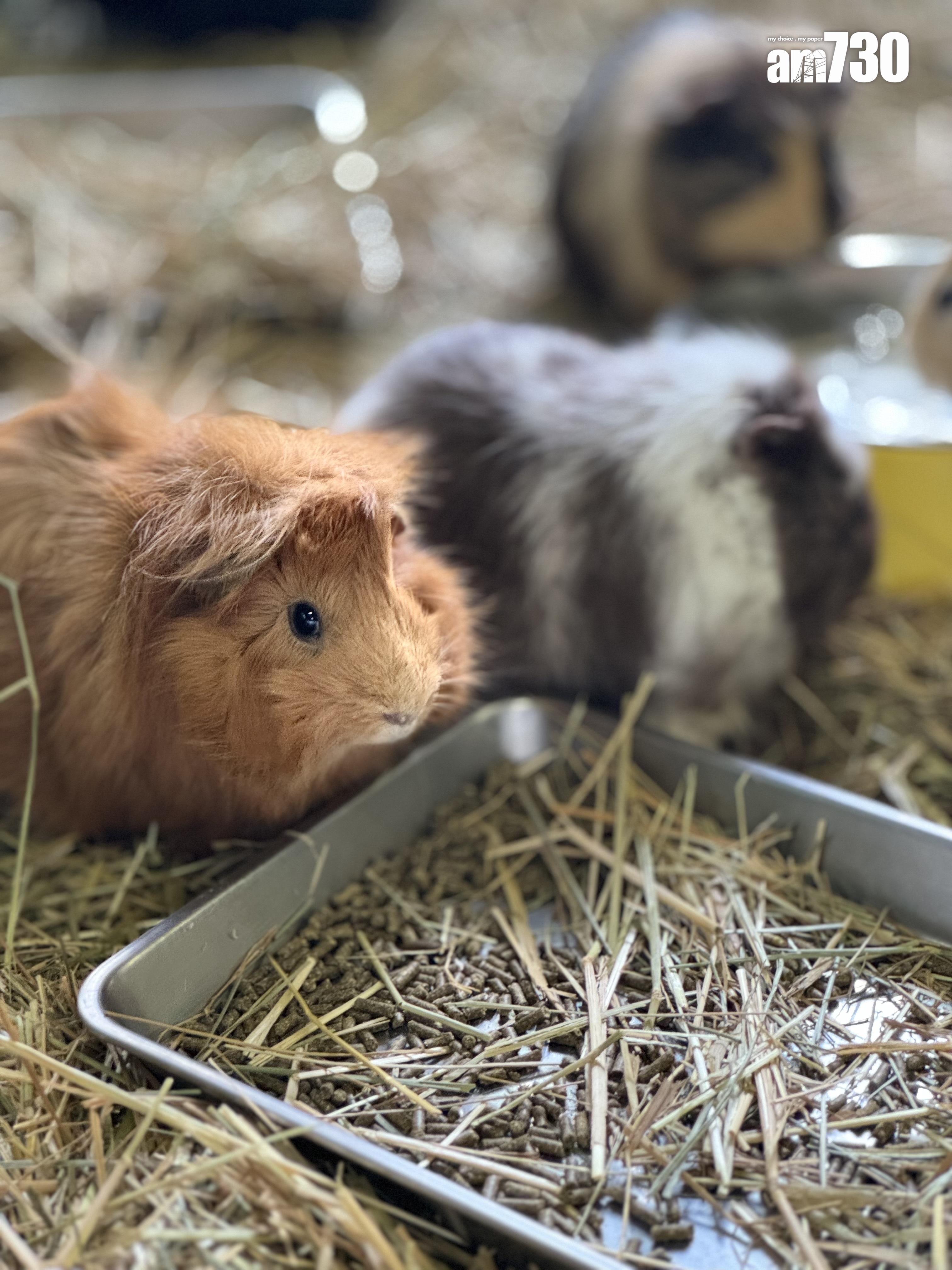 モルモットHouse