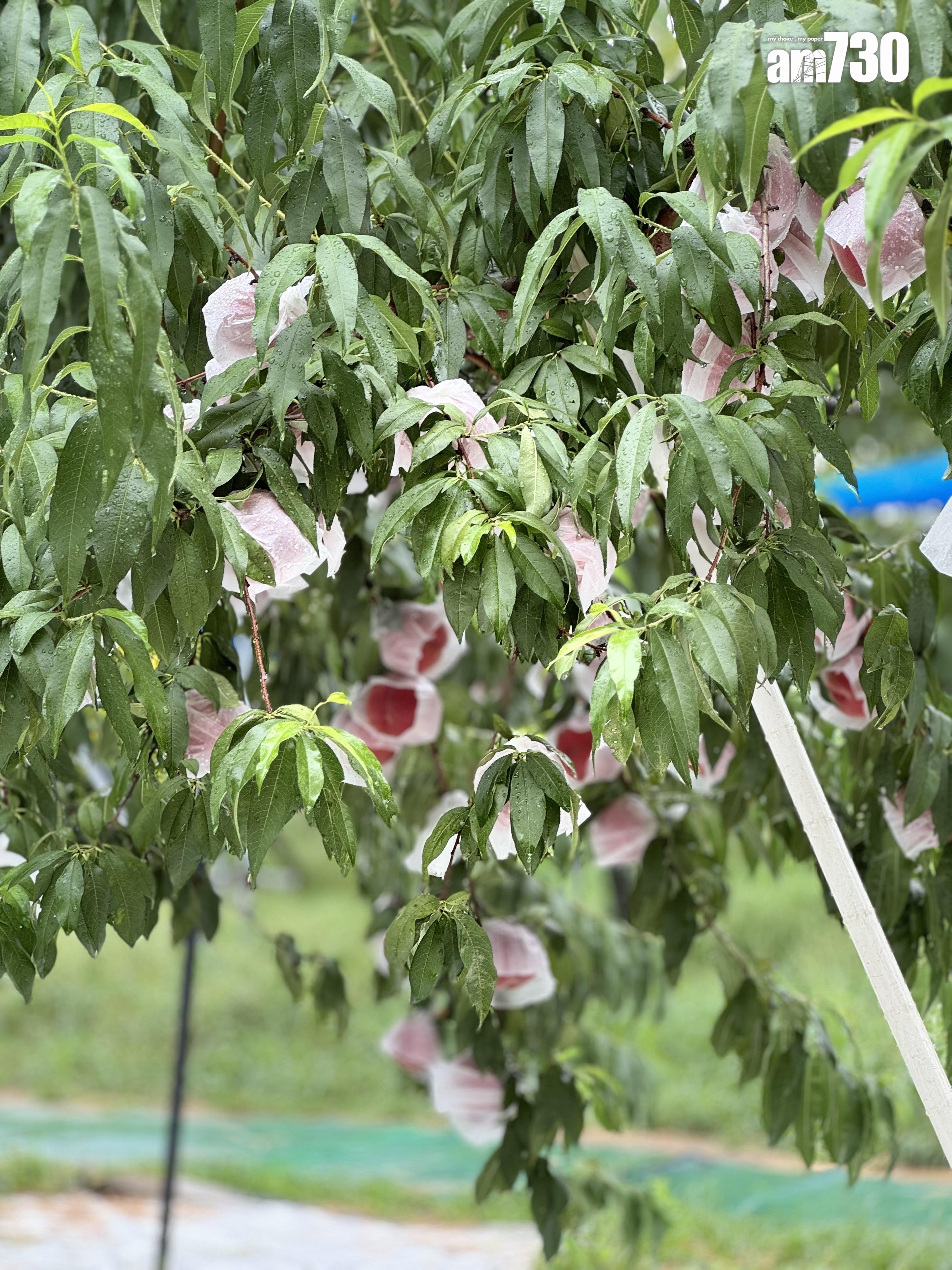 福島Marusei果園水蜜桃任摘任食放題
