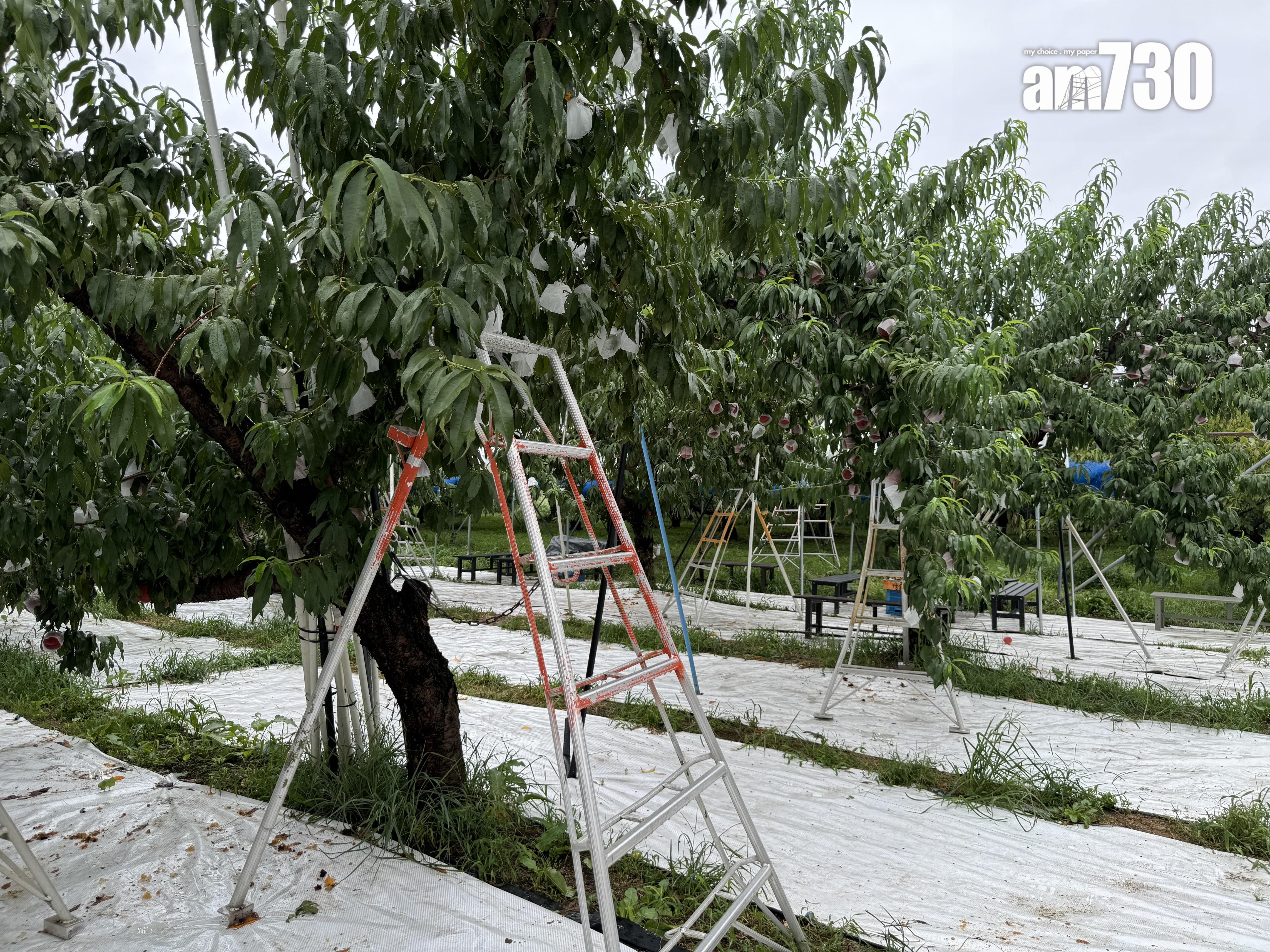 福島Marusei果園水蜜桃任摘任食放題