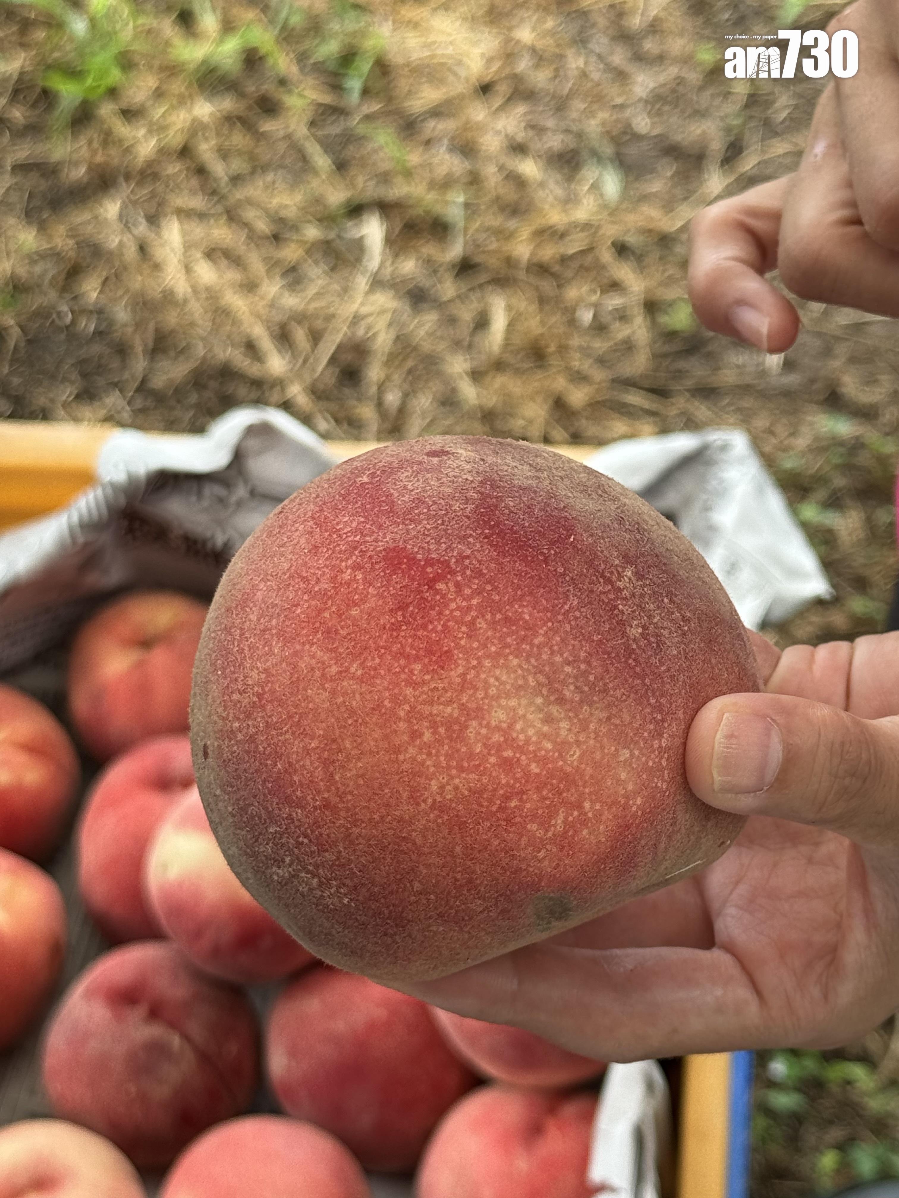 福島Marusei果園水蜜桃任摘任食放題