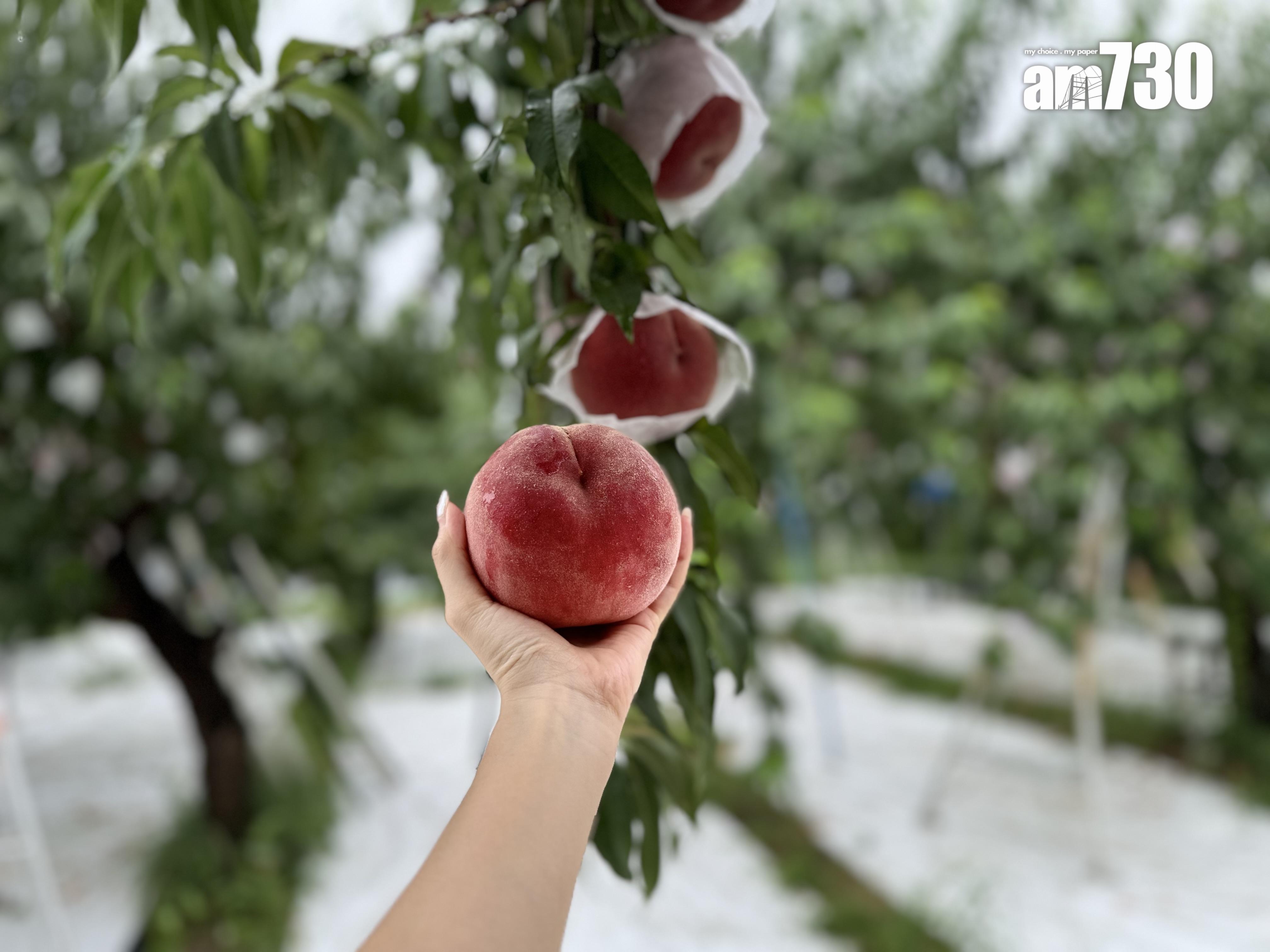 福島Marusei果園水蜜桃任摘任食放題