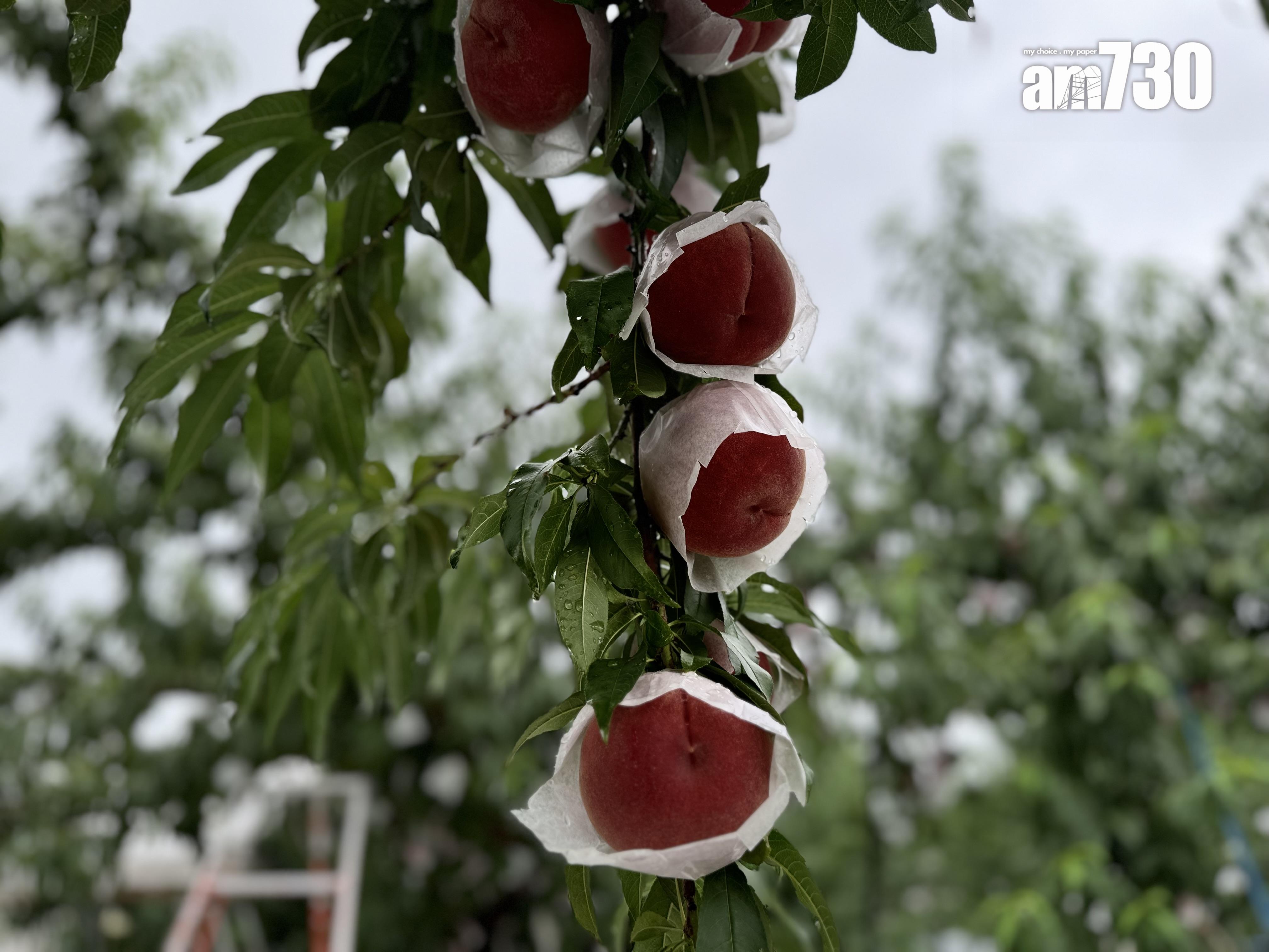 福島Marusei果園水蜜桃任摘任食放題