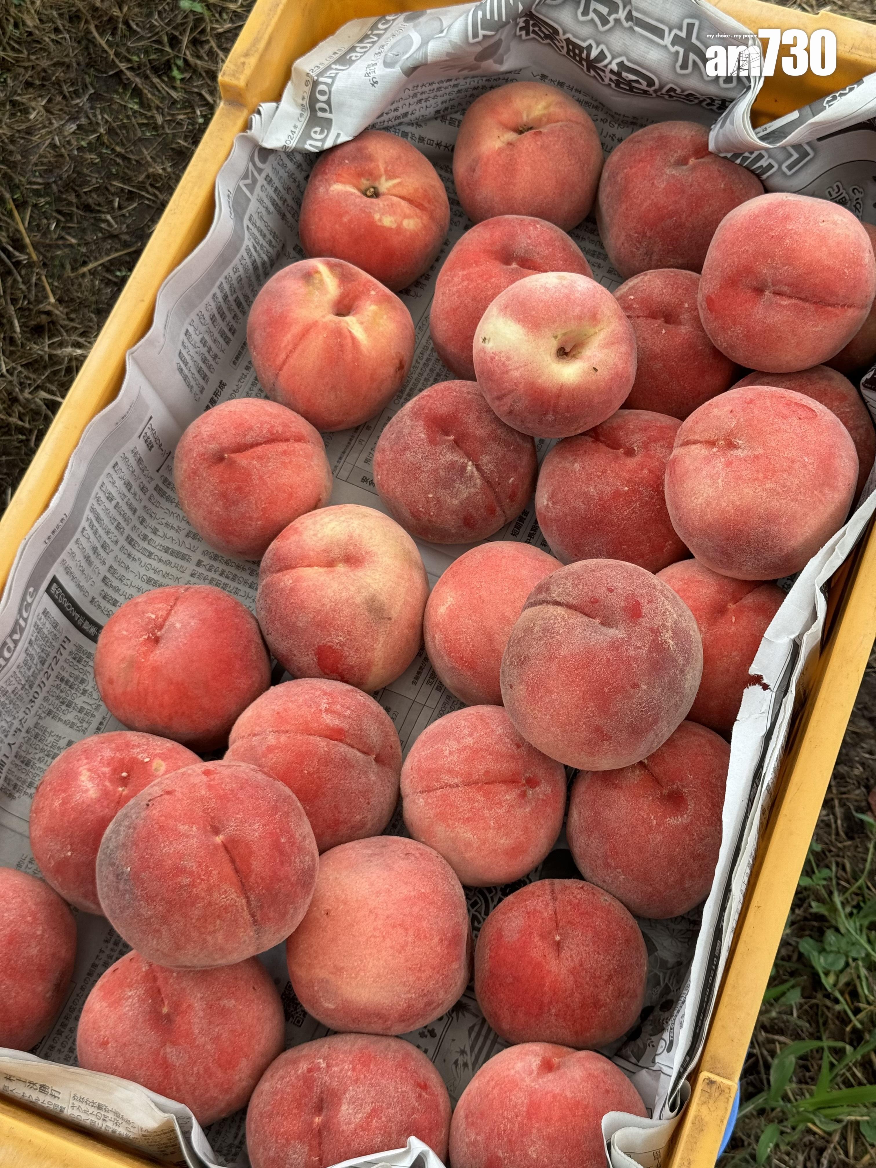 福島Marusei果園水蜜桃任摘任食放題