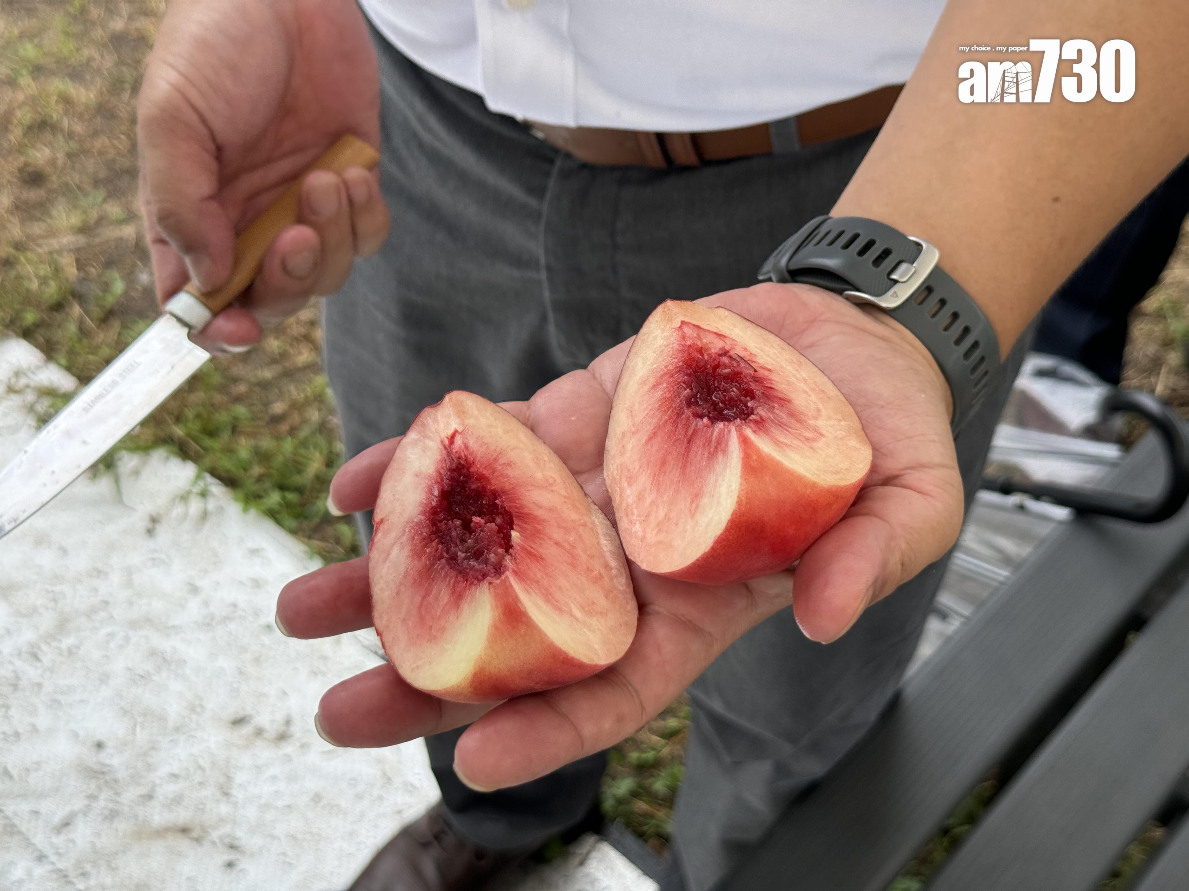 福島Marusei果園水蜜桃任摘任食放題