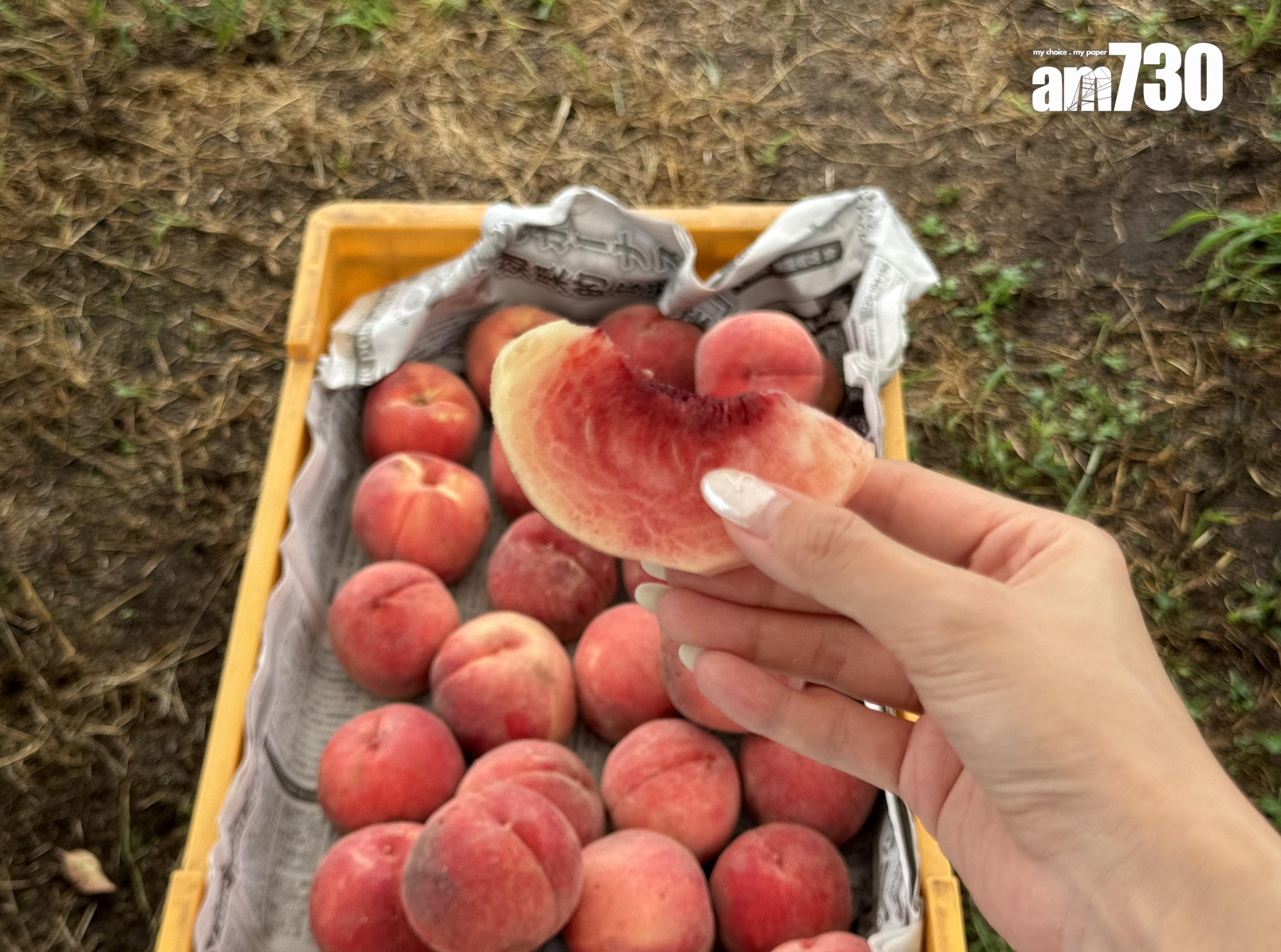 福島Marusei果園水蜜桃任摘任食放題