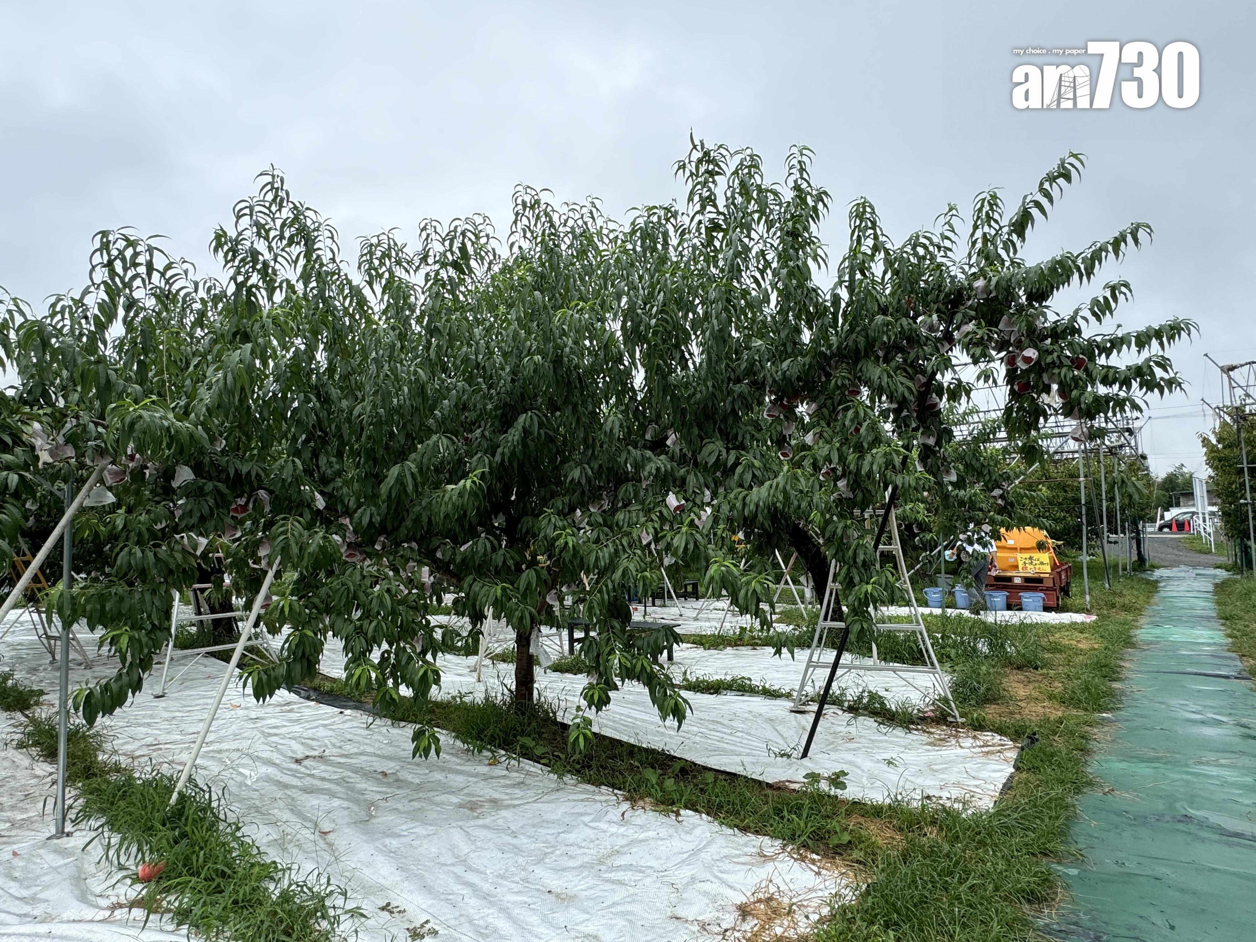 福島Marusei果園水蜜桃任摘任食放題