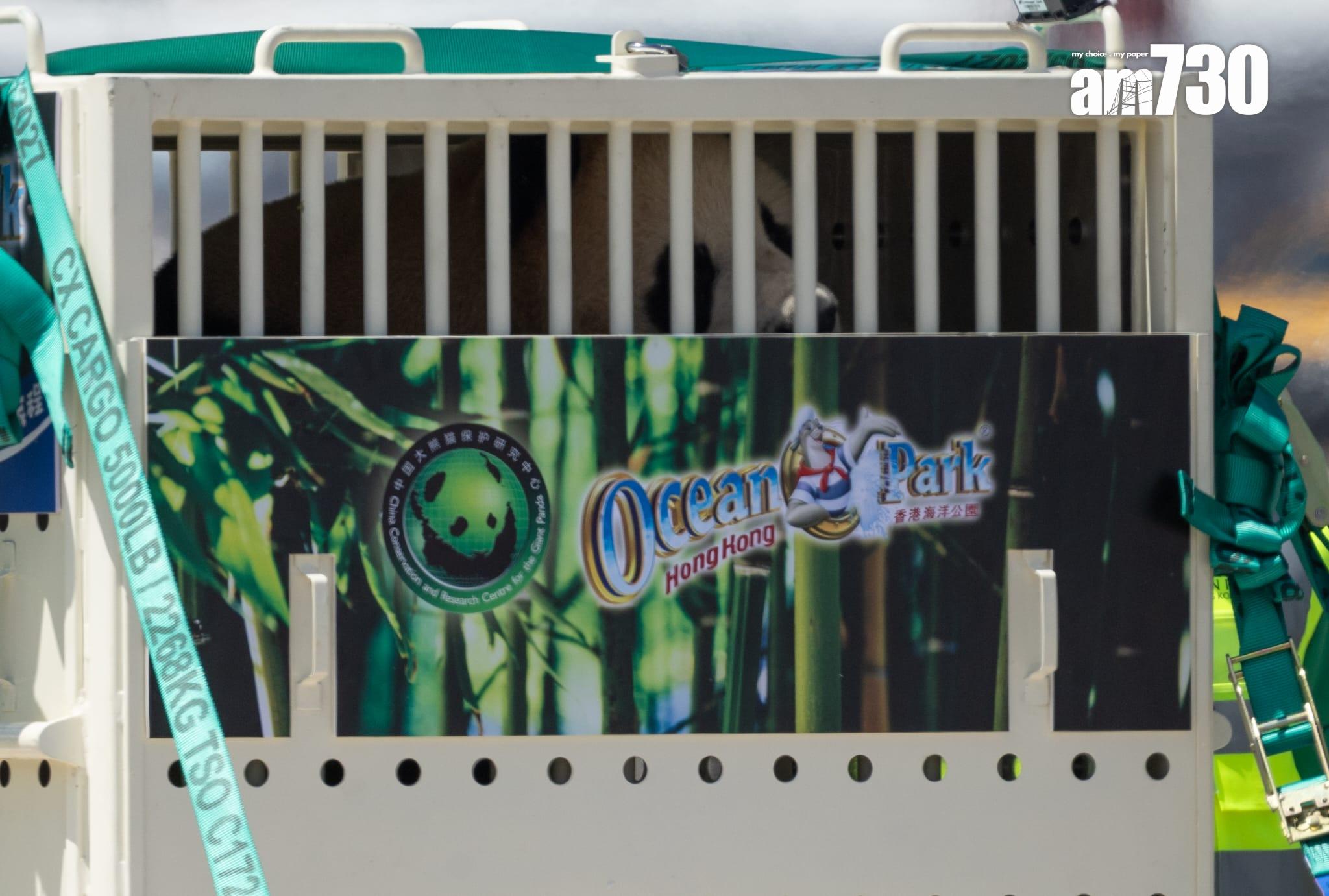 大熊貓|安安可可抵港專車送海洋公園 陳國基:將更多歡樂溫馨帶給市民 (更新)