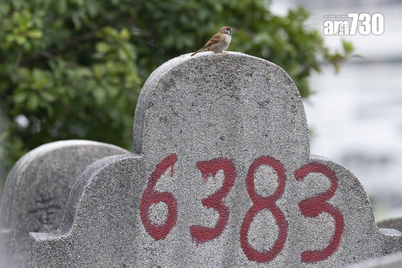 重陽節市民到鑽石山墳場掃墓(蘇文傑攝)