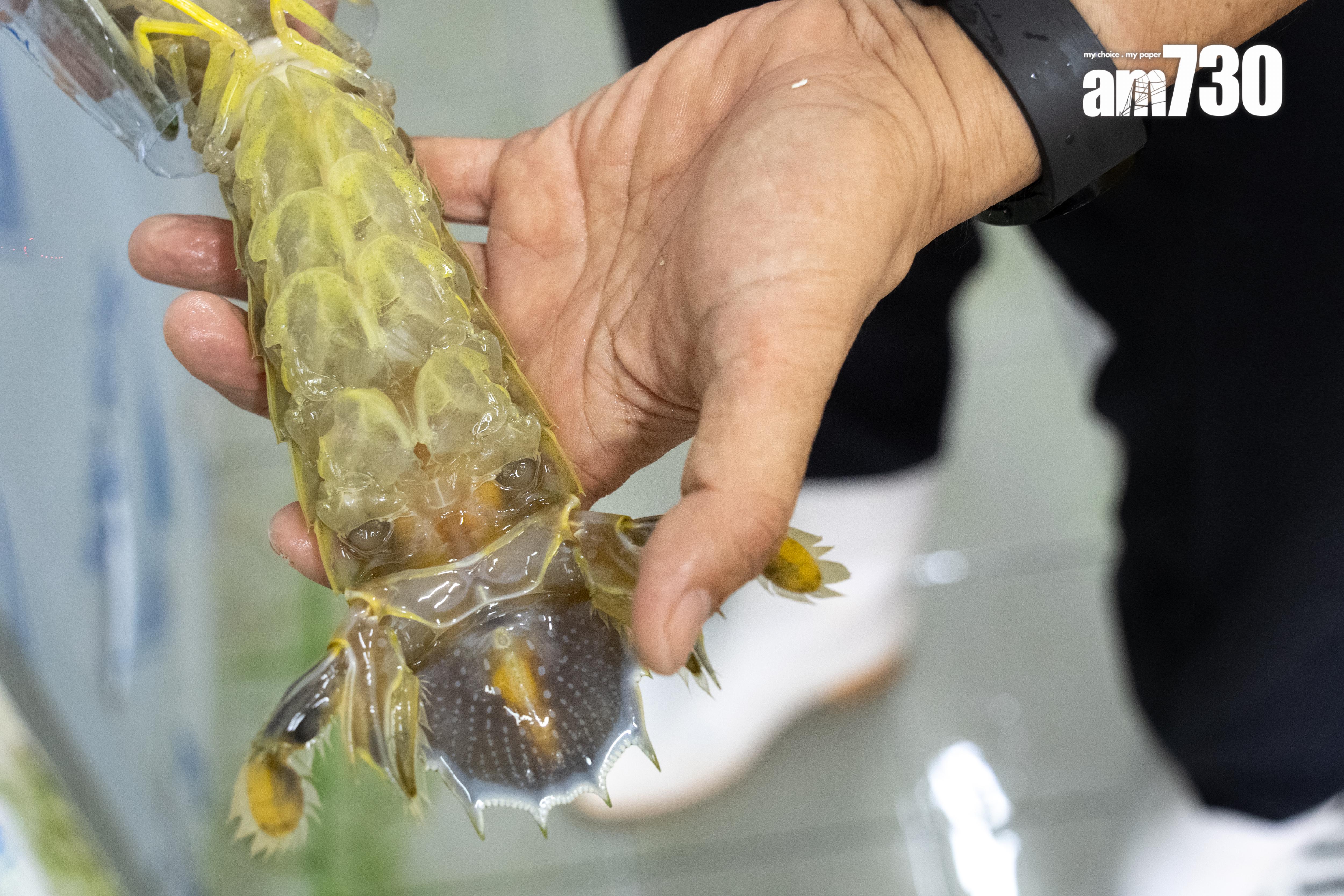 早年已從印尼引入大量瀨尿蝦。