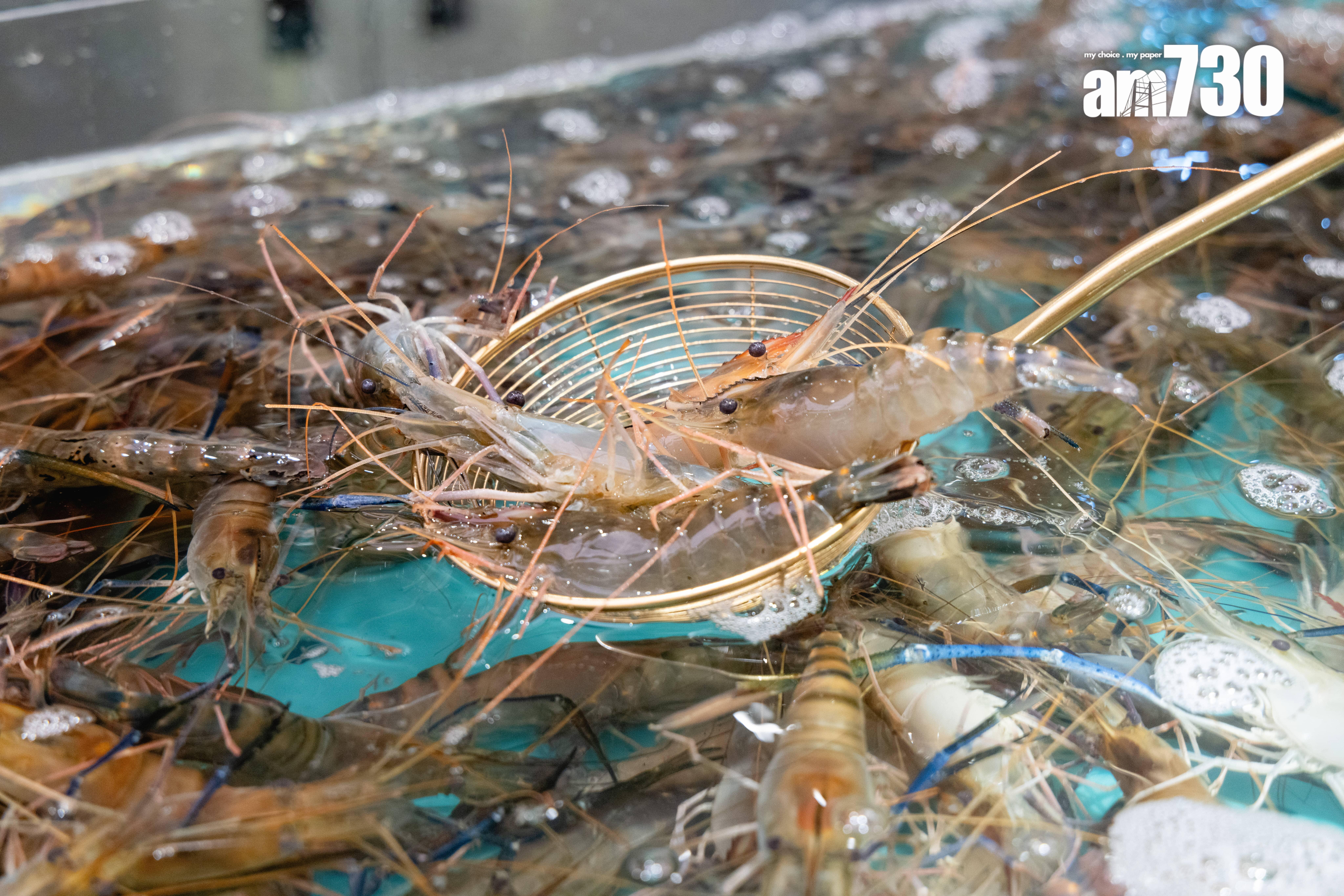 活蝦有大頭蝦、基圍蝦、泰國草蝦。