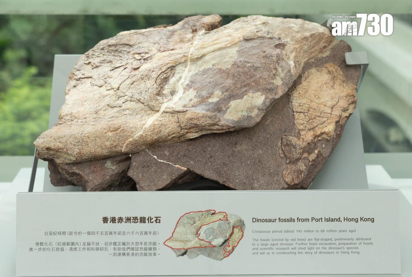 香港恐龍化石|專家料在荔枝莊及八仙嶺有機會找到恐龍化石