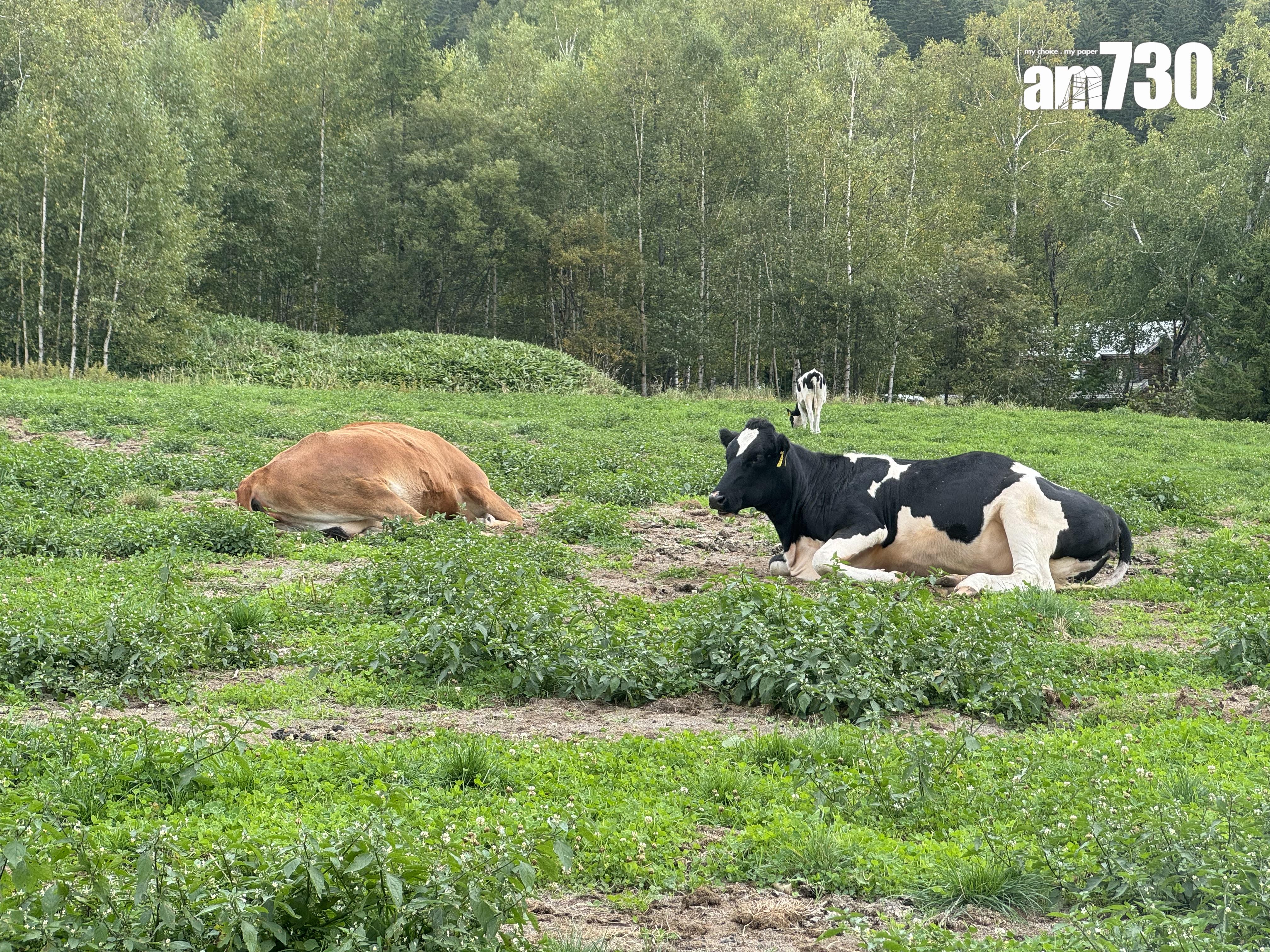 自駕高爾夫球車兜風