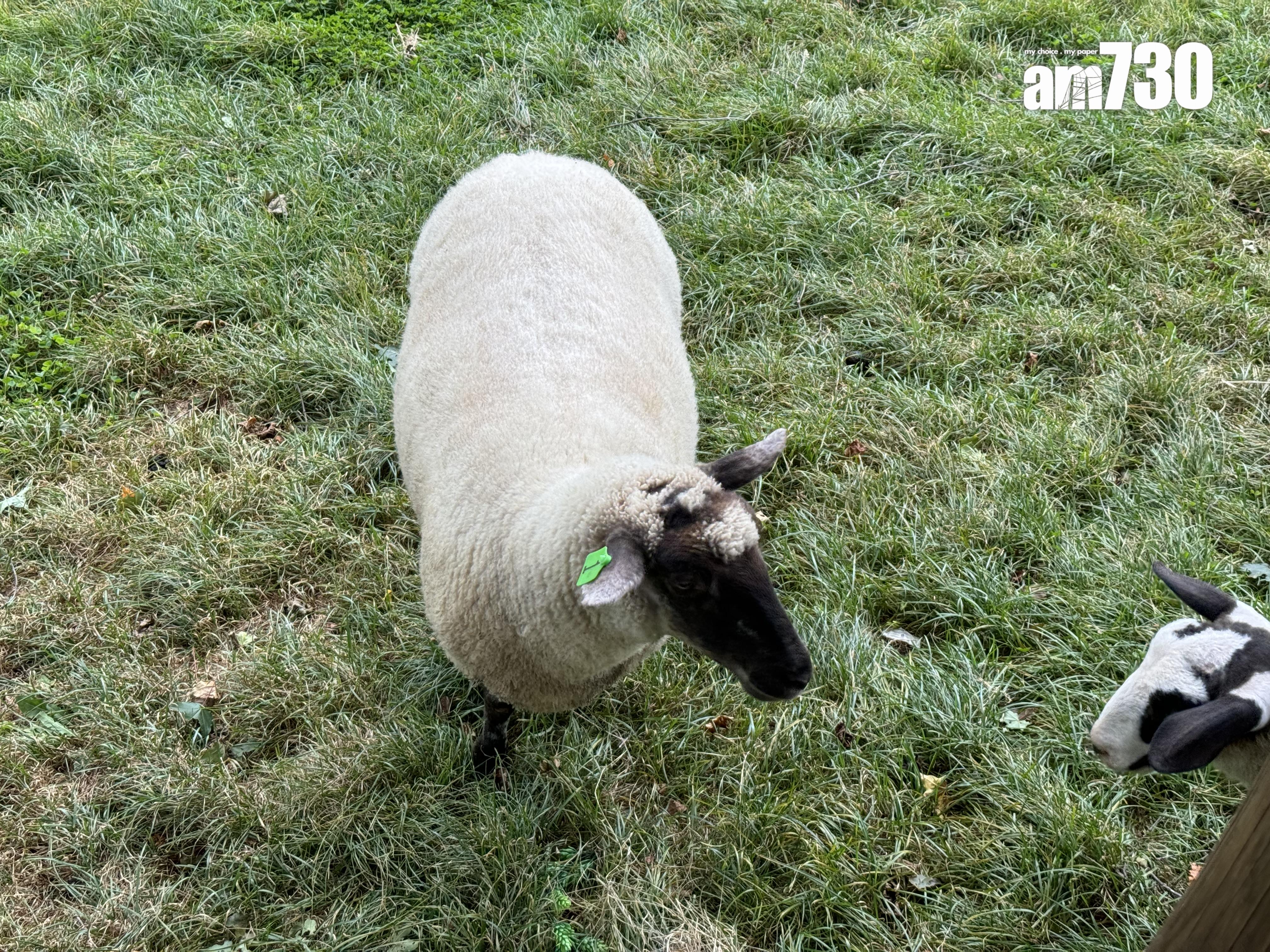 與羊群一起享受吊床午睡