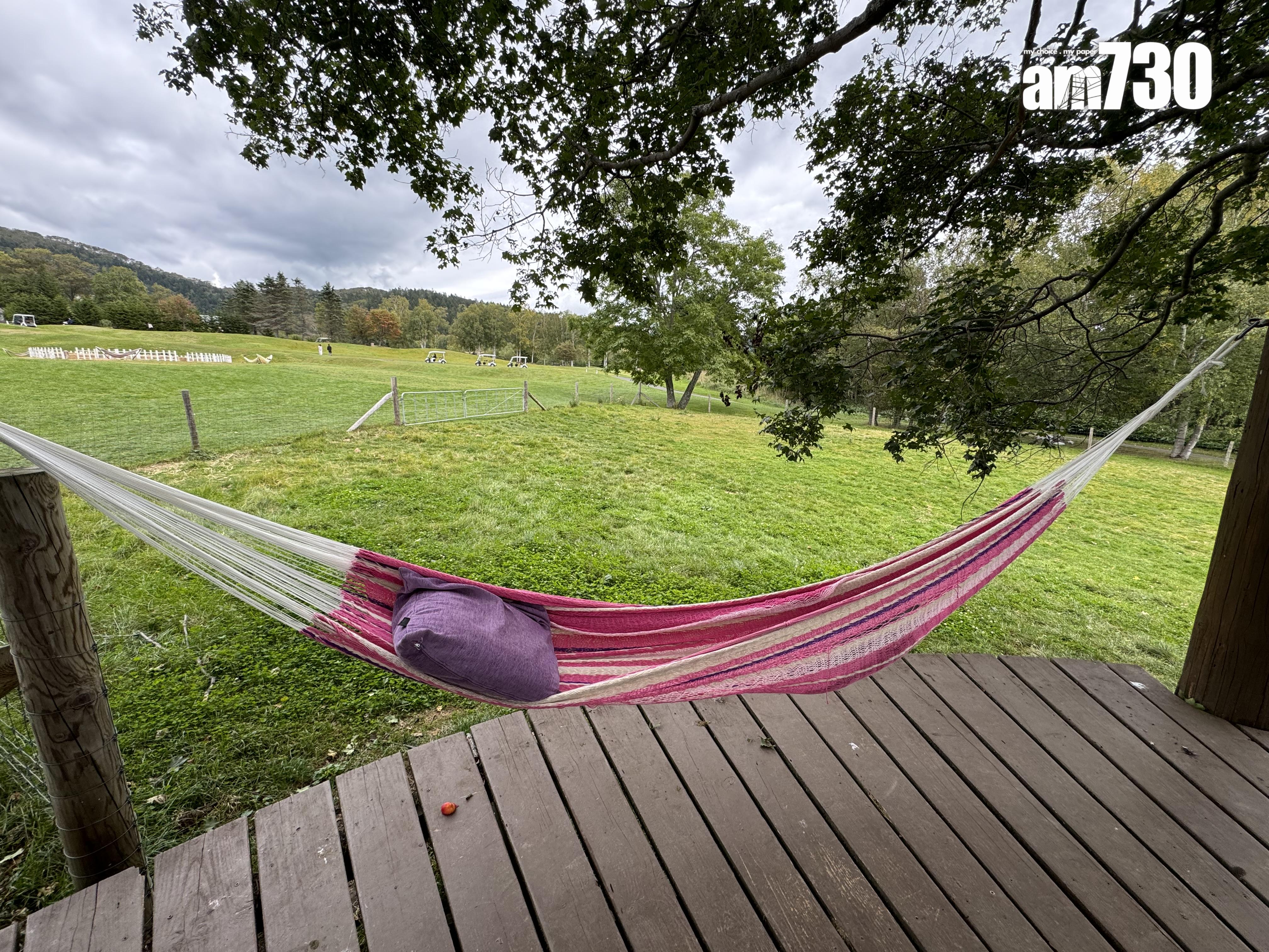 與羊群一起享受吊床午睡